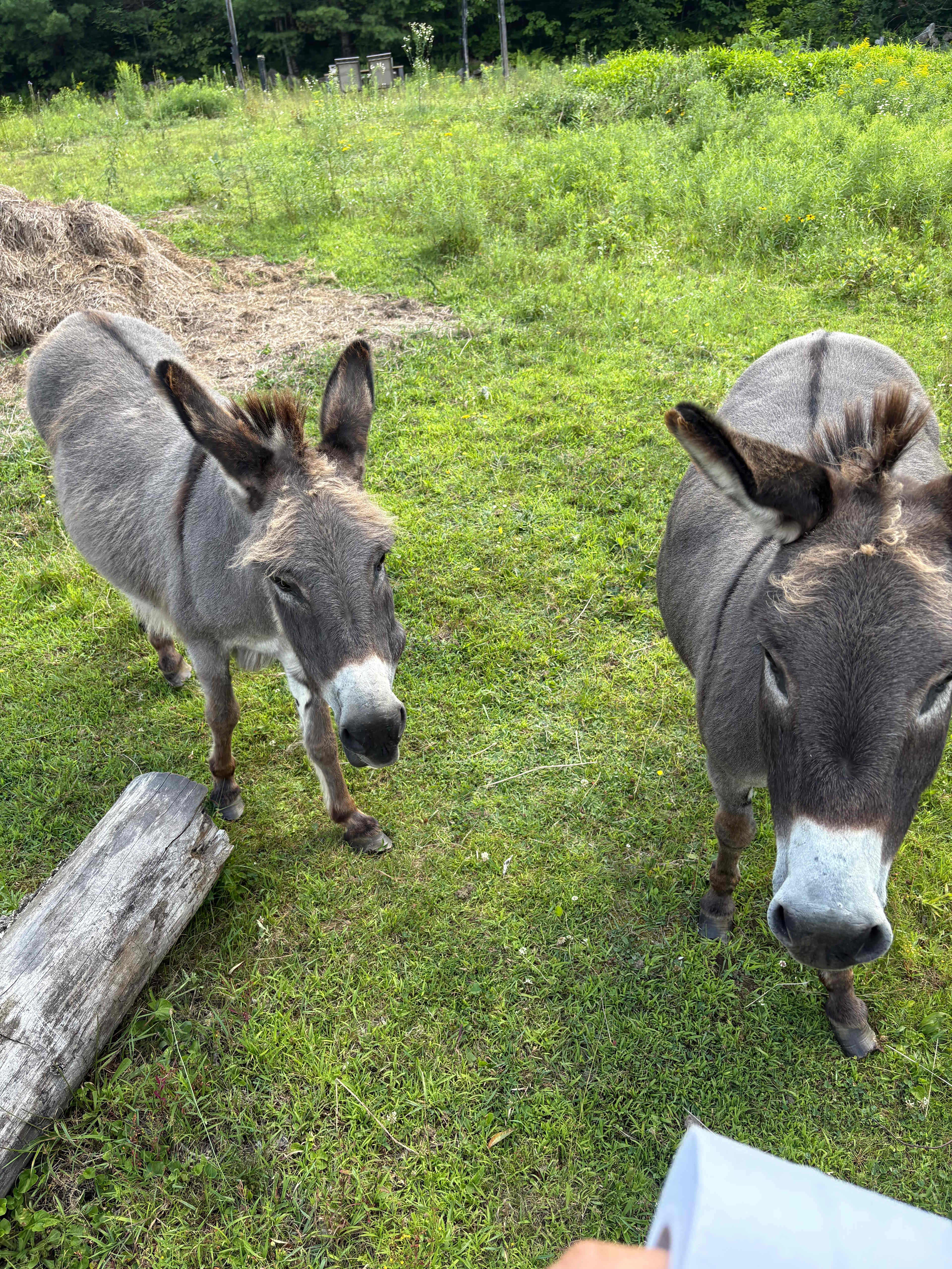 Willoughby Farm Animal Rescue