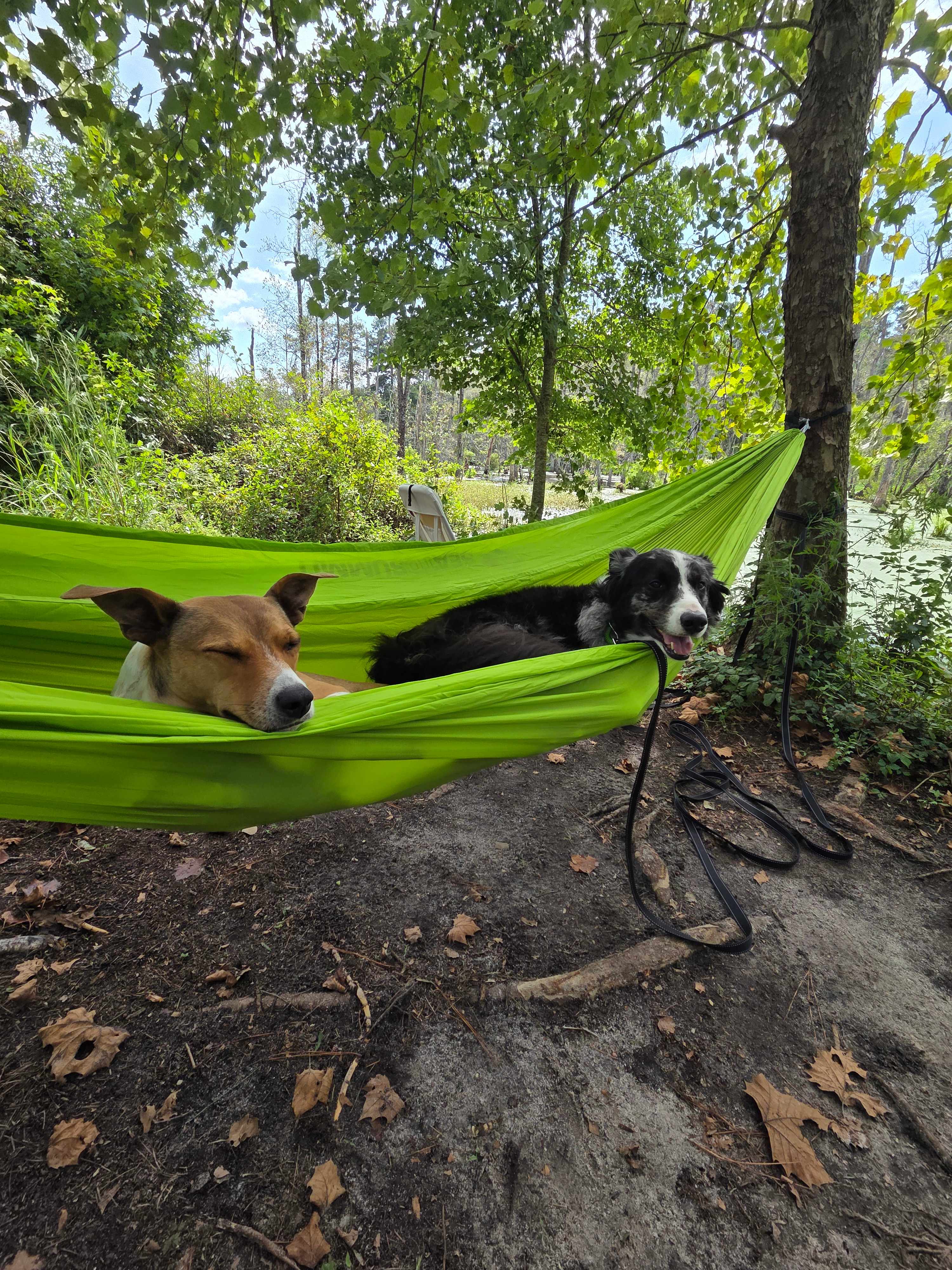 Our dogs (Cashew and Ranger)