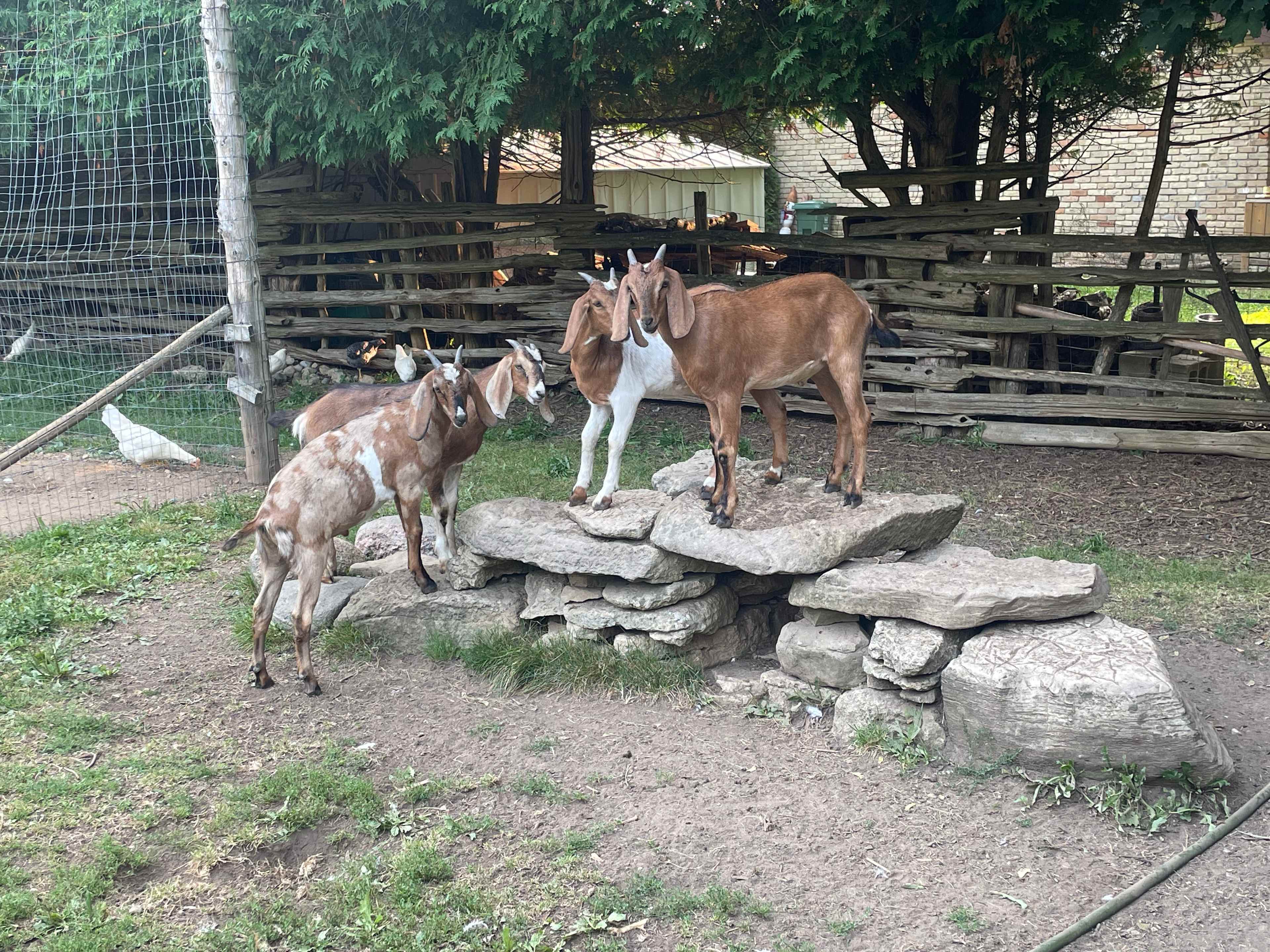 Goats And Gardens