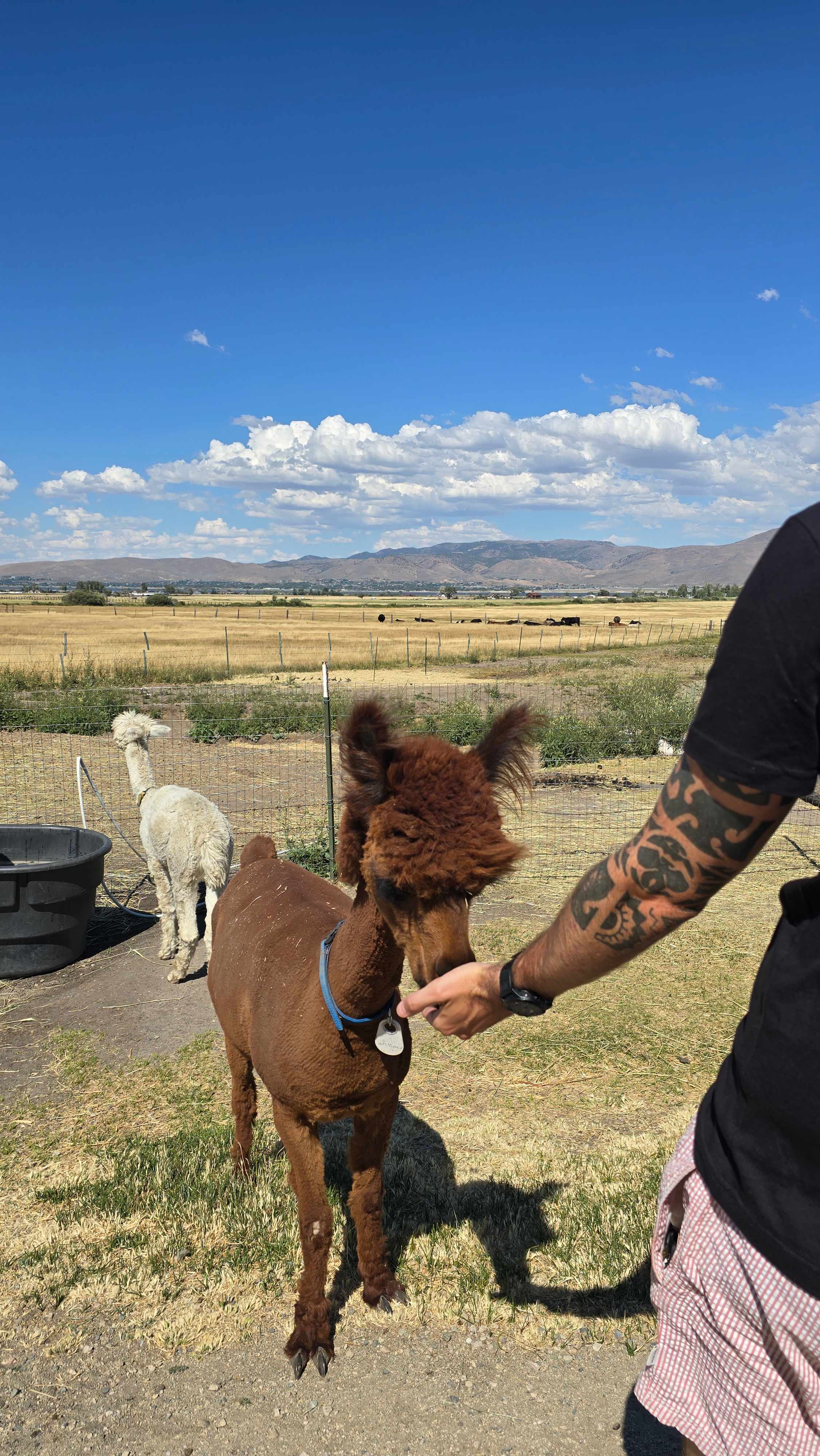 L.Davis Ranch and Olde LYFE Alpacas