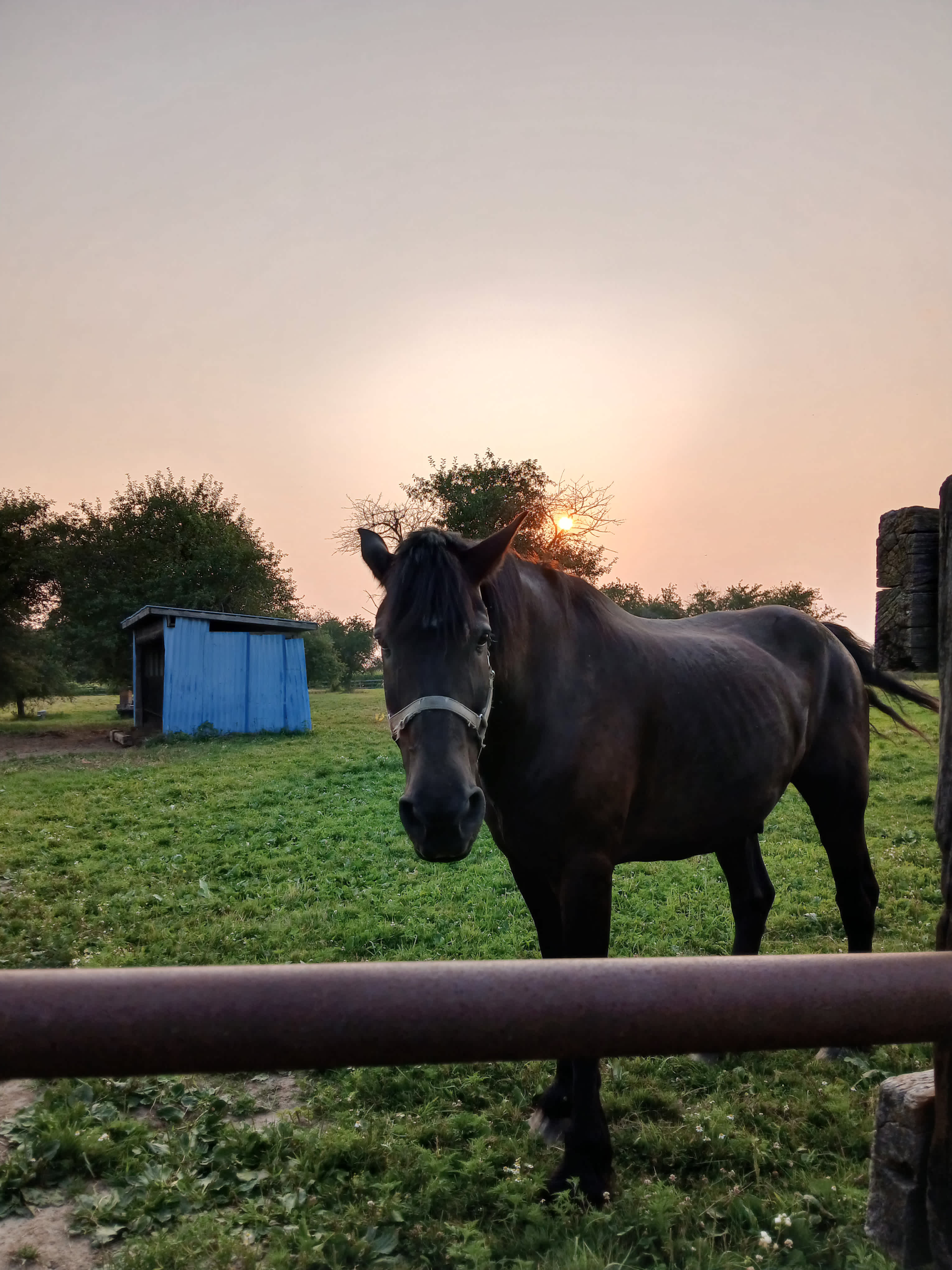 The Farm