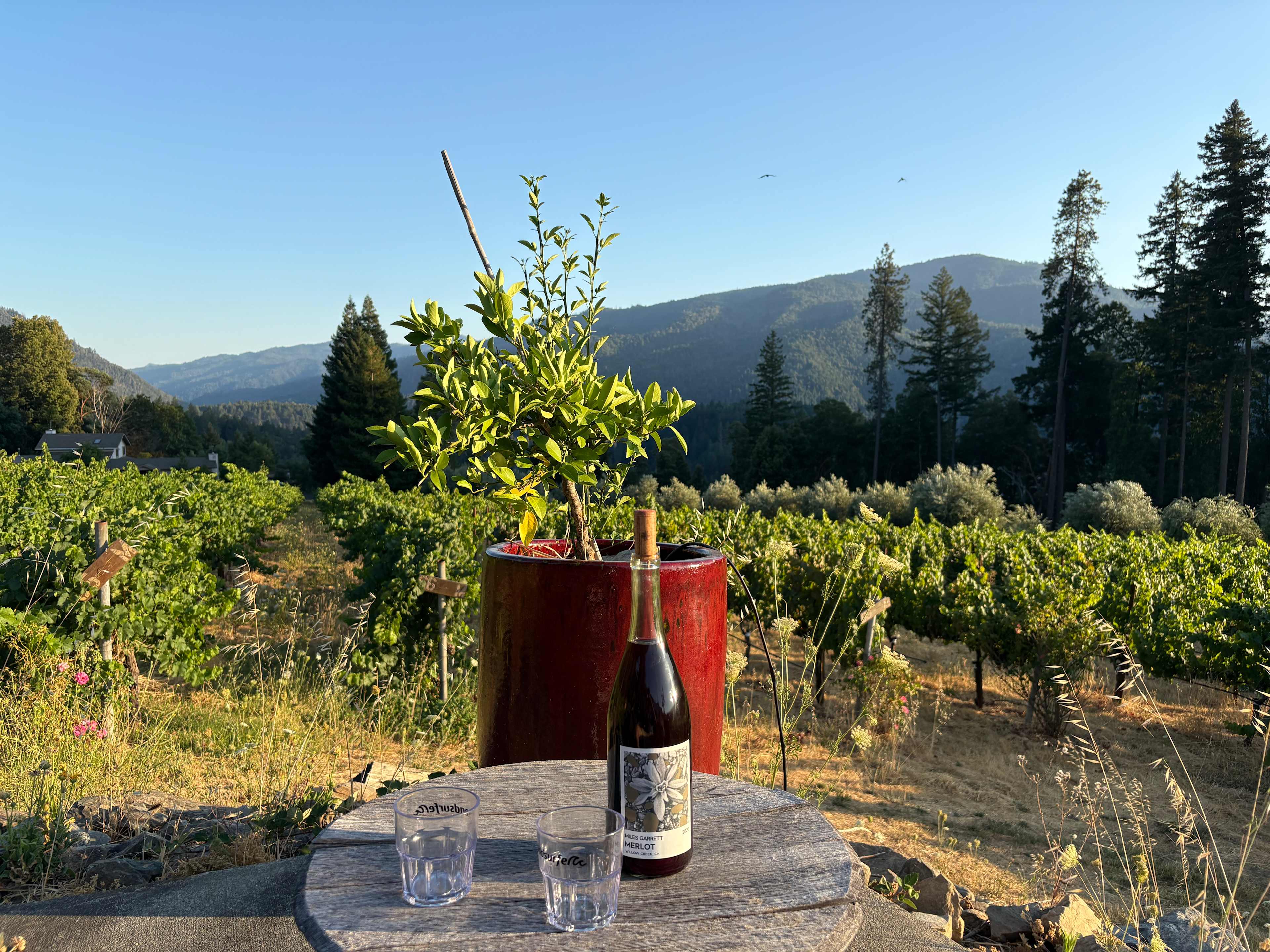 Miles Garrett Vineyard