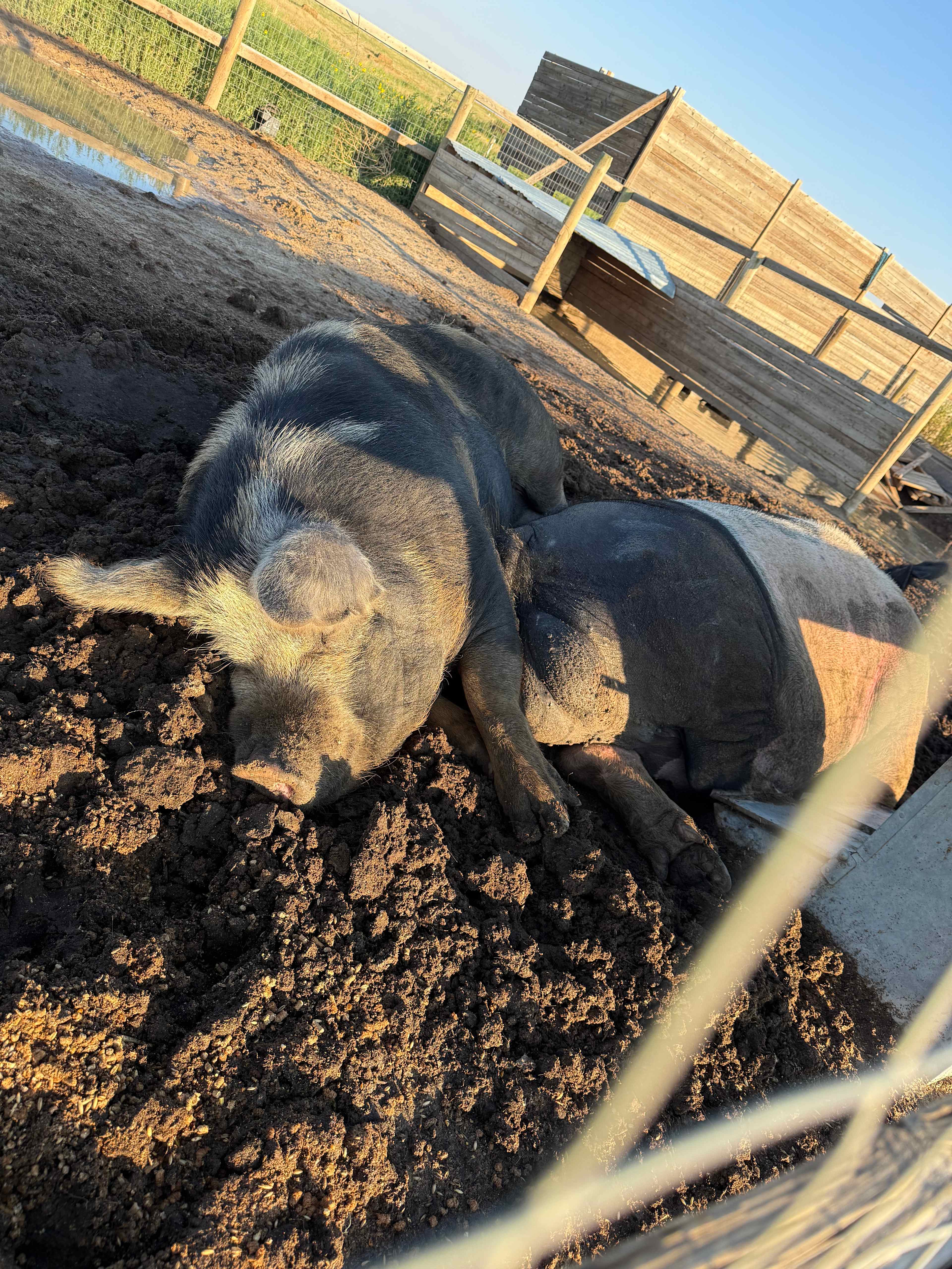 Tuff’s Animal Rescue @ Tuff’s Ranch