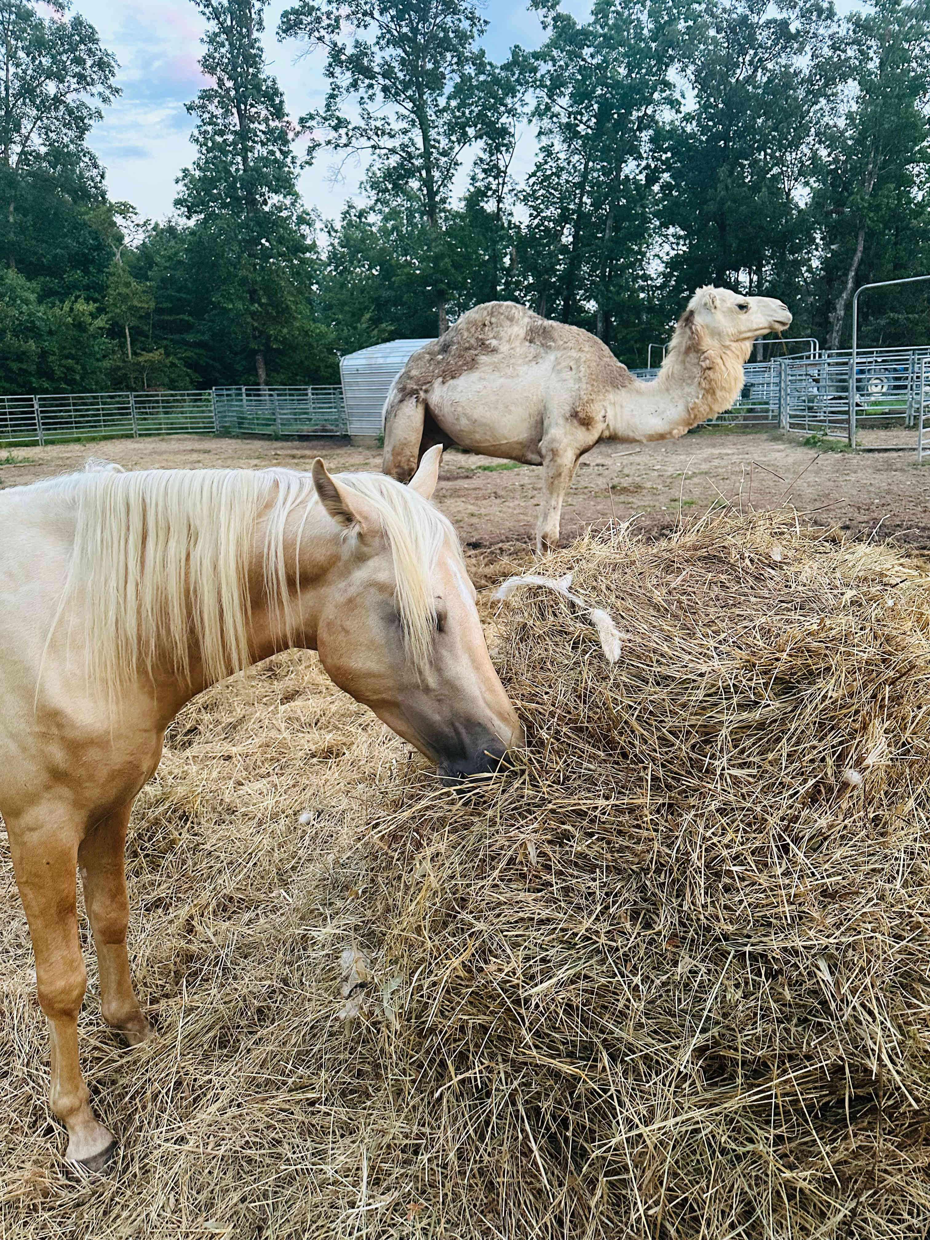 Campsites Fall Creek Falls Stables