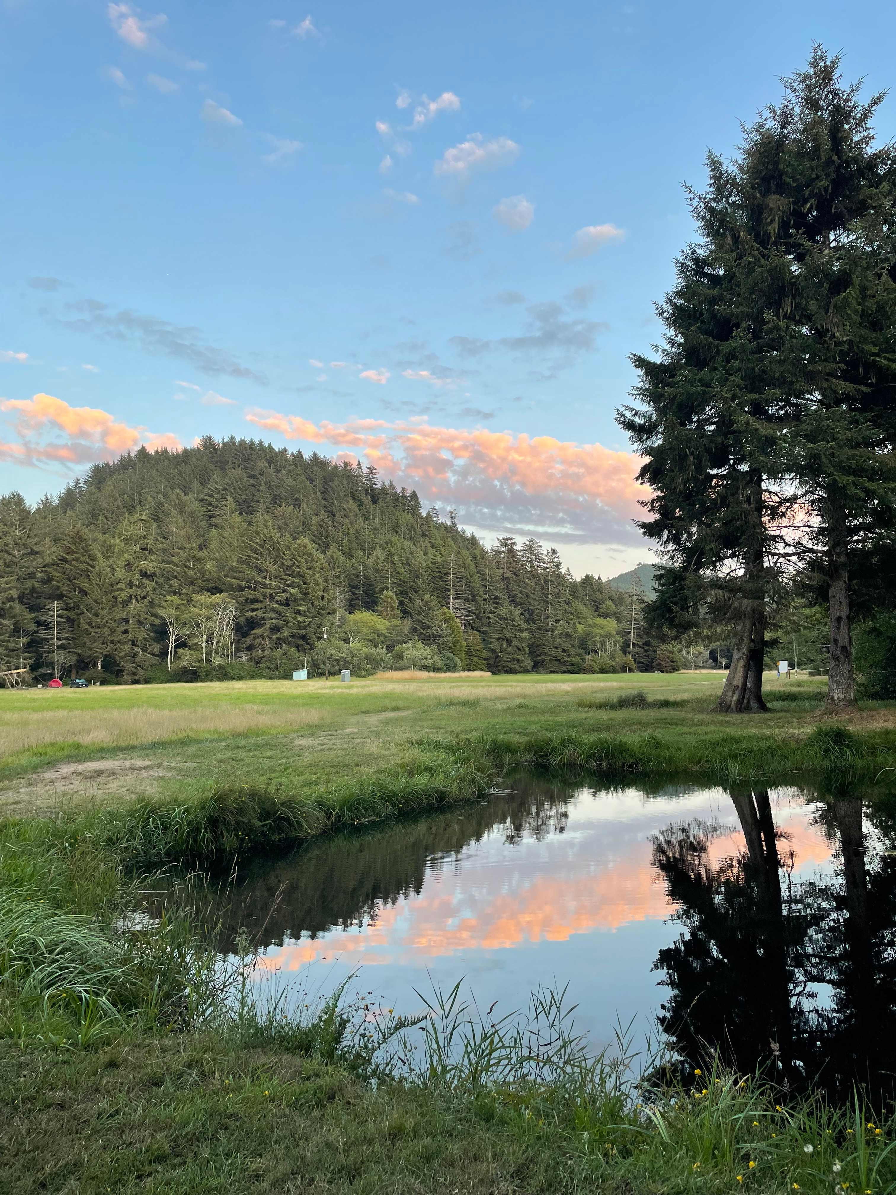 Honey Bear by the Sea