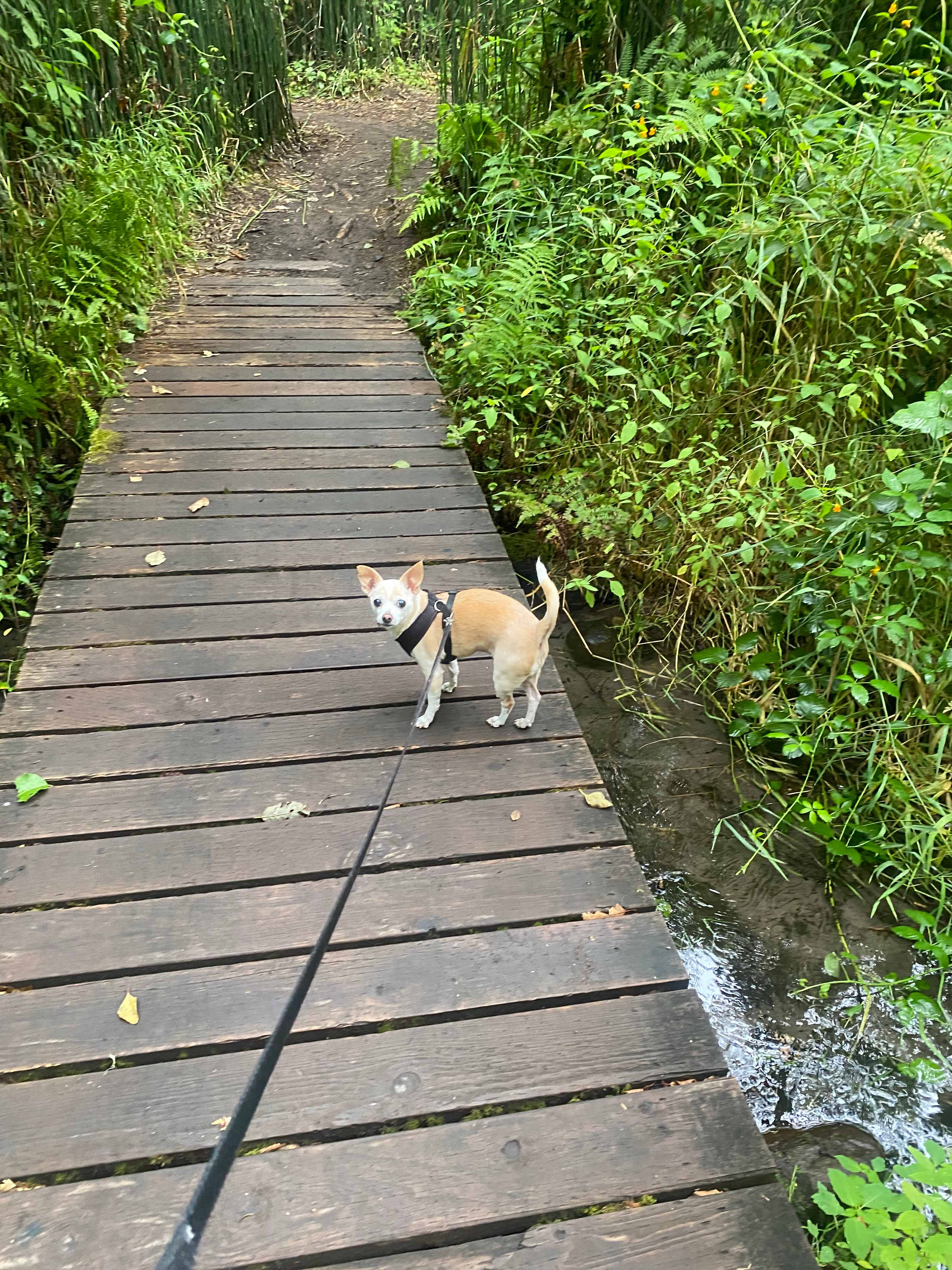Mt. Hood Enchanted Forest