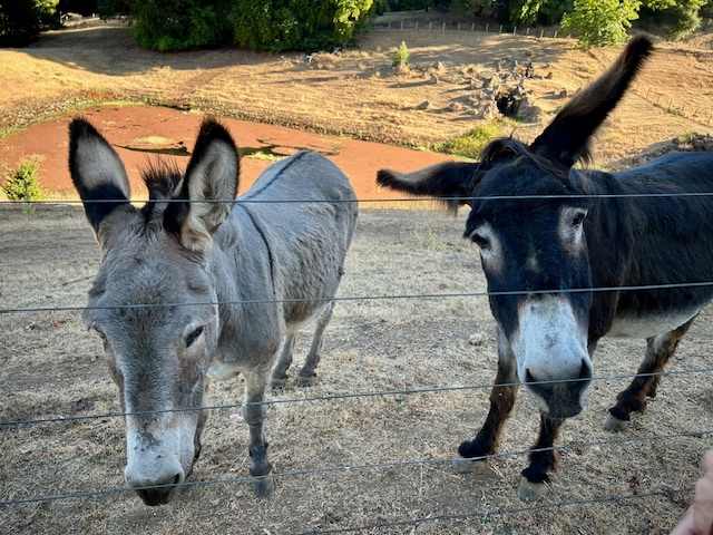 Wild Canyon Ranch CA