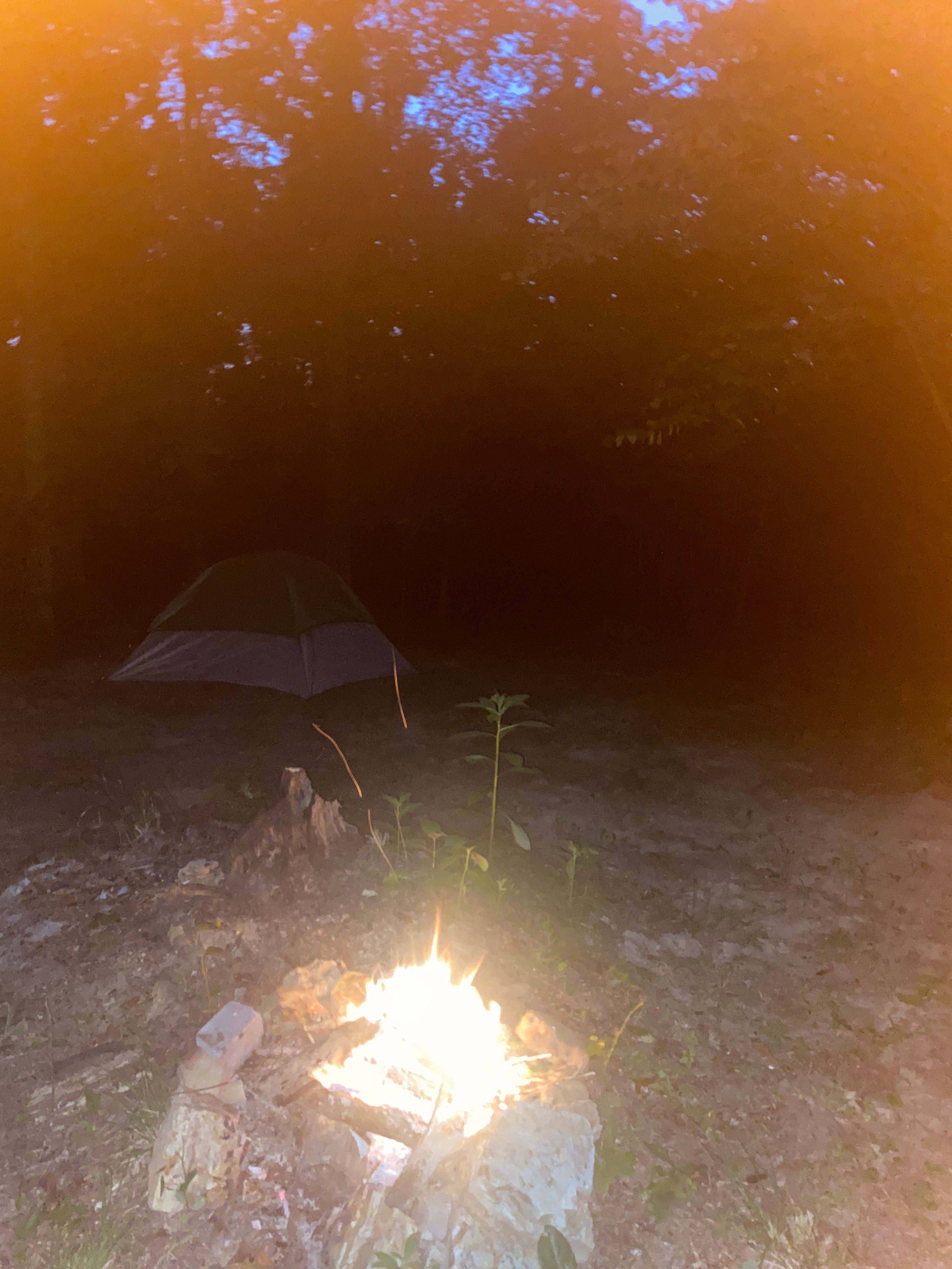 Flora and Fauna Camp