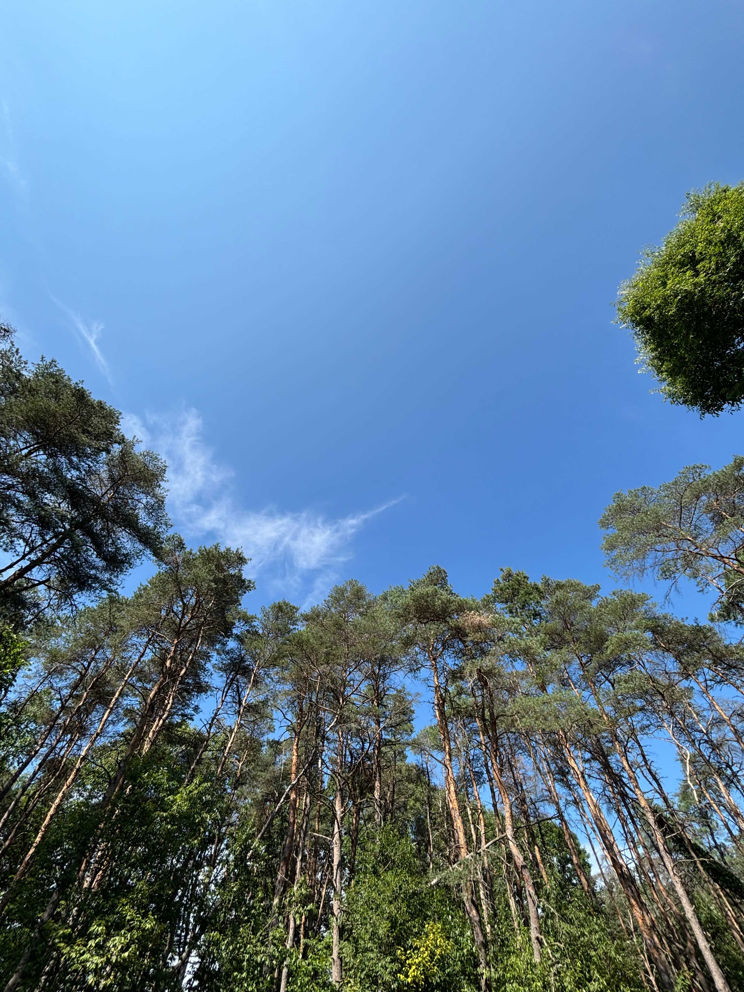 Pine Creek⛺️💫Private Hilltop Camp