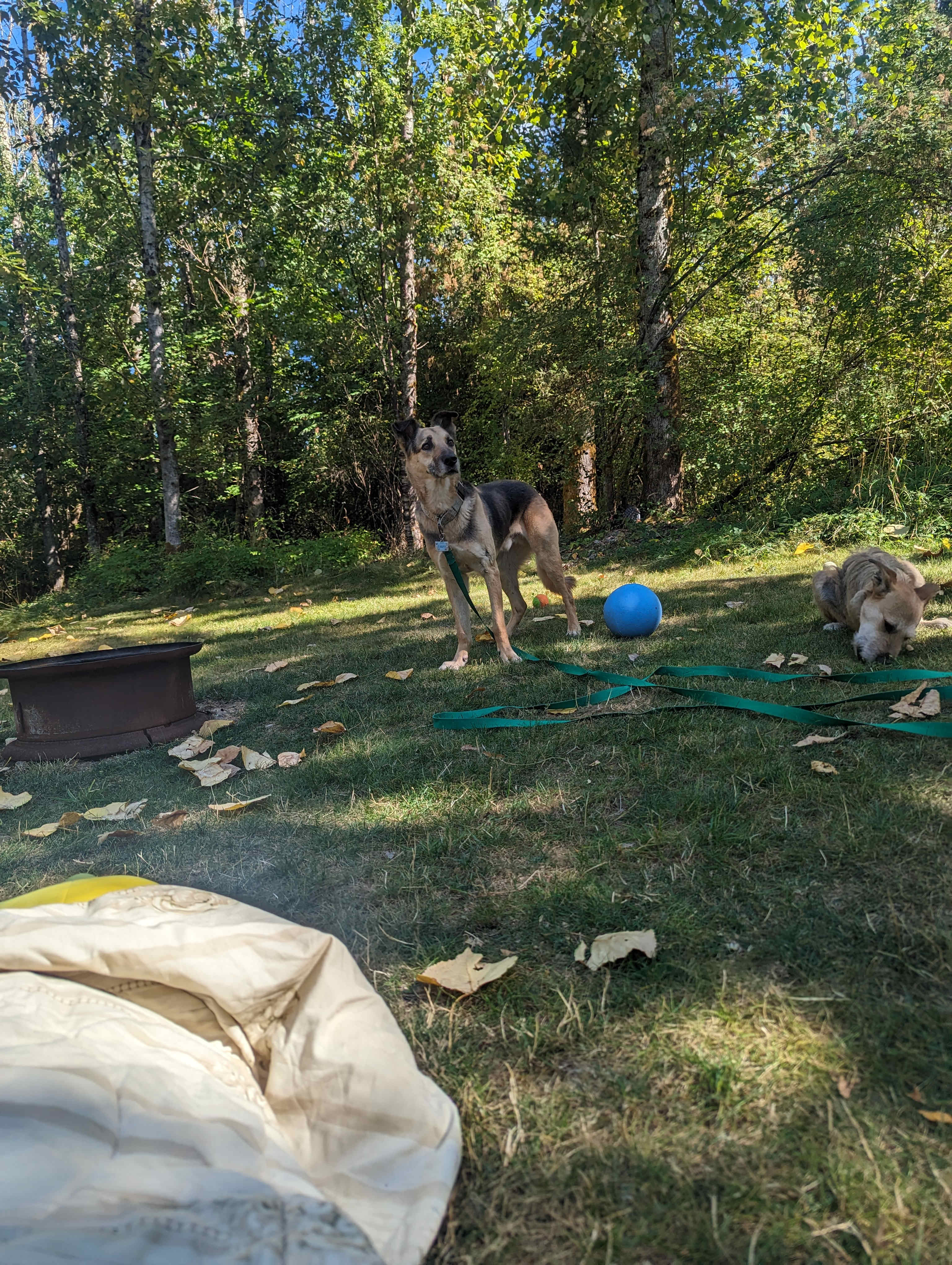 Kaiser the escape artist enjoying the view