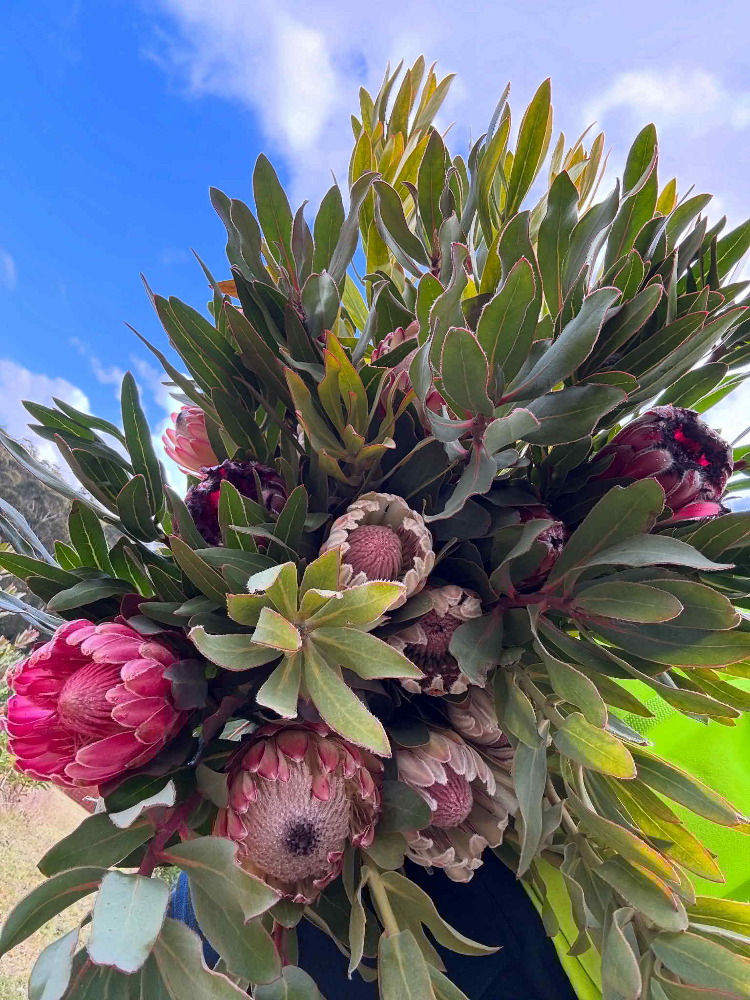 Mountain Flower Farm