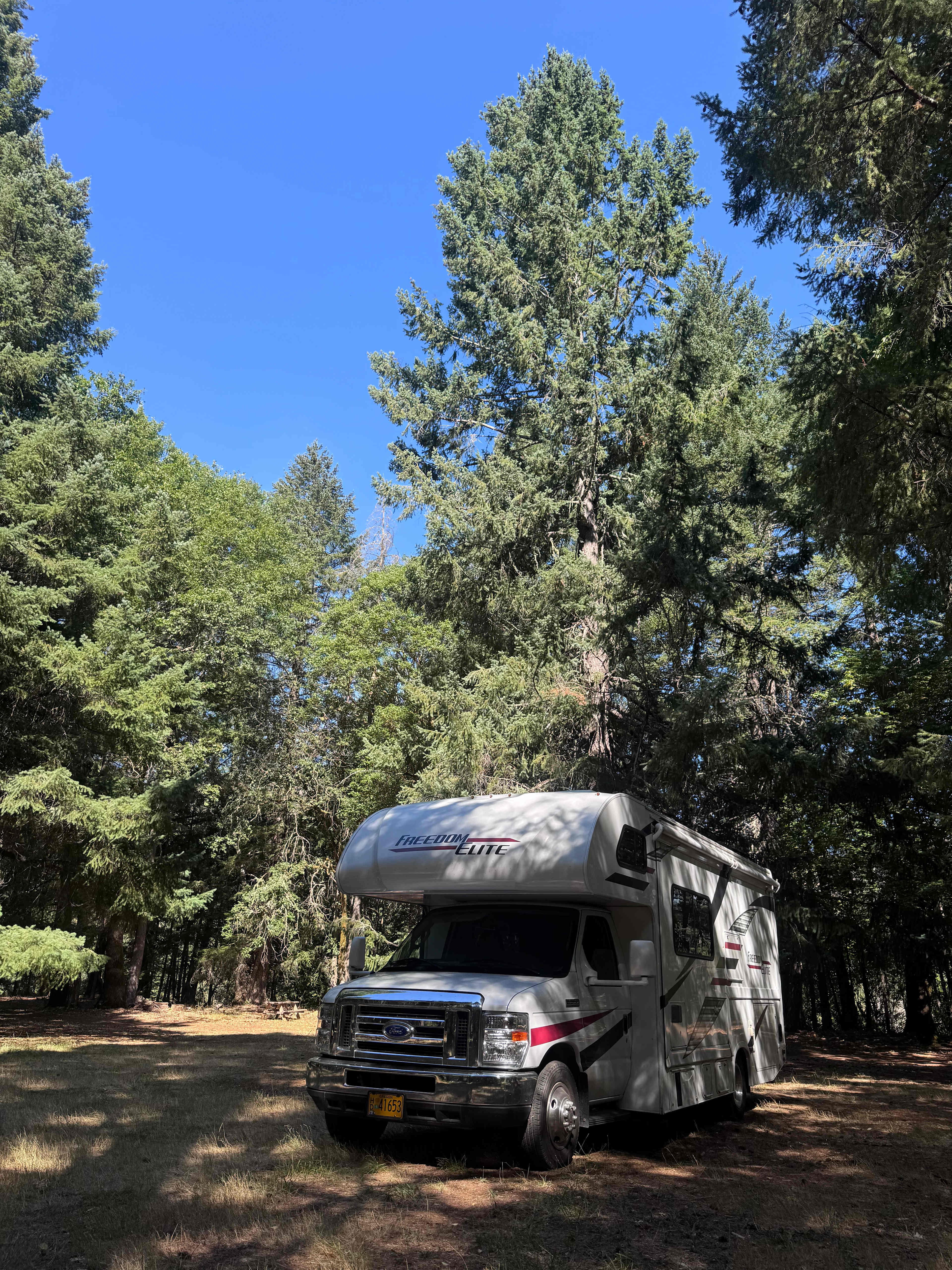 Cedar Bloom