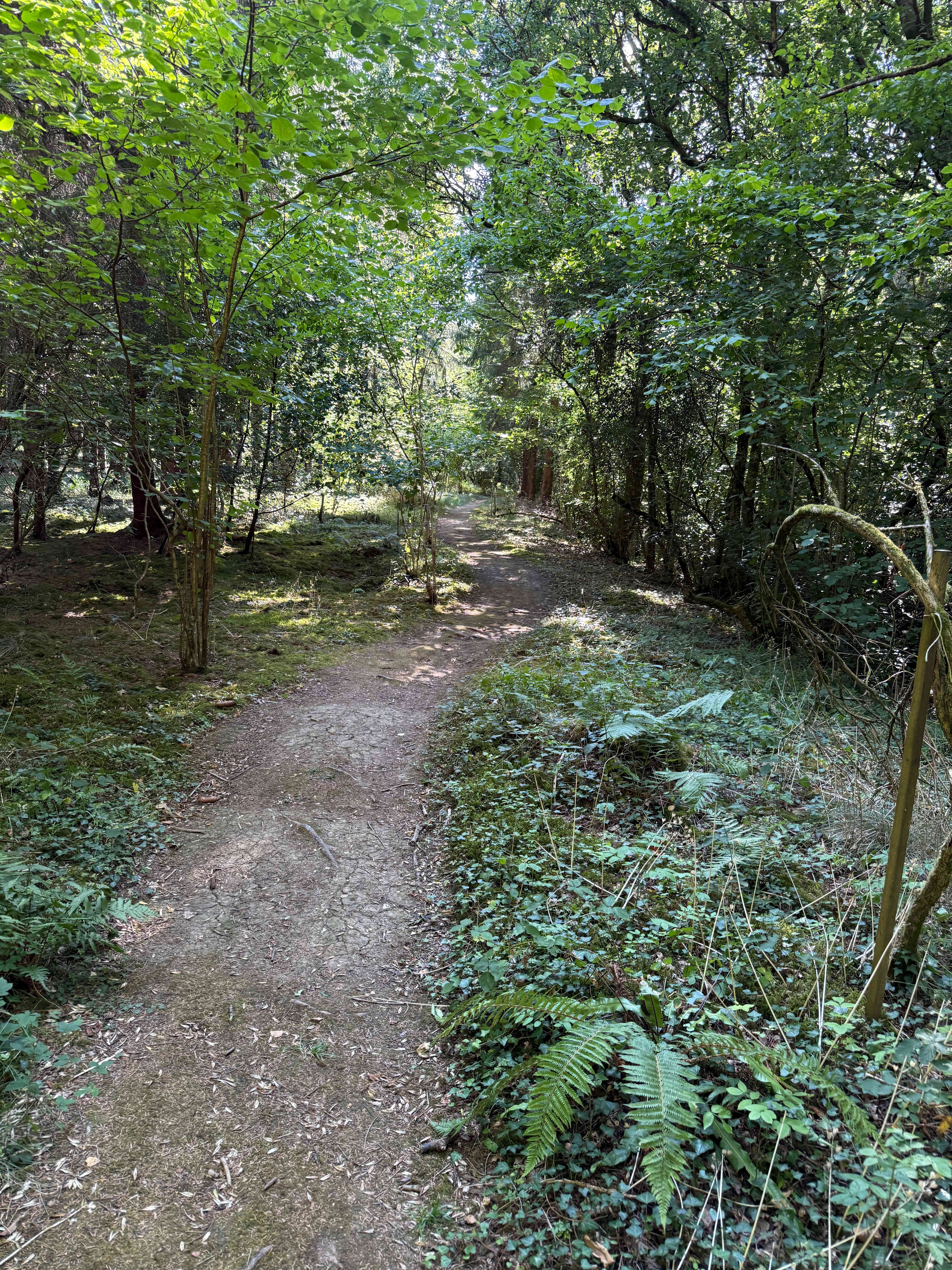 Bridgewood Camping - Woodland camps