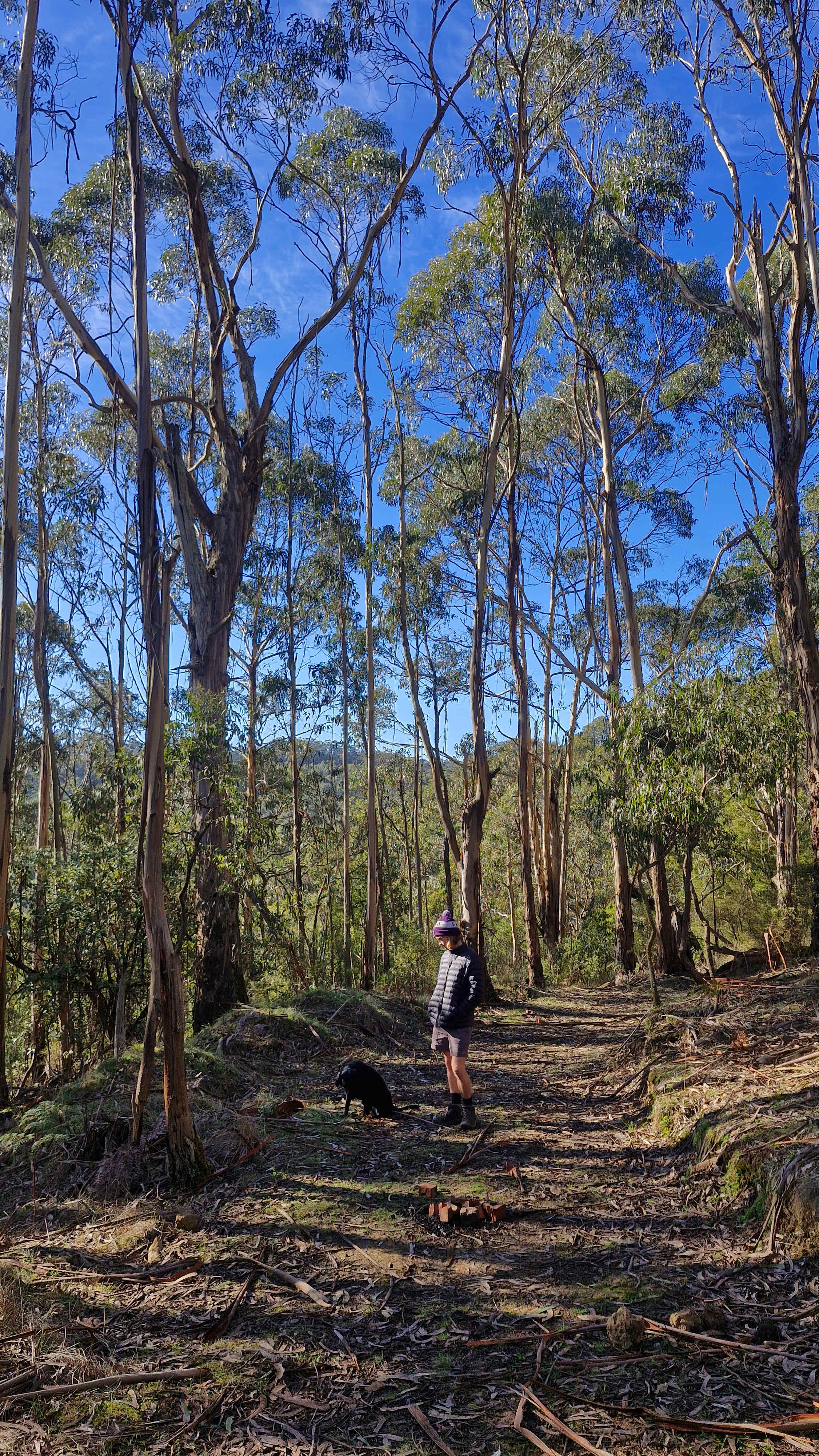 Tall Trees Otways Camp