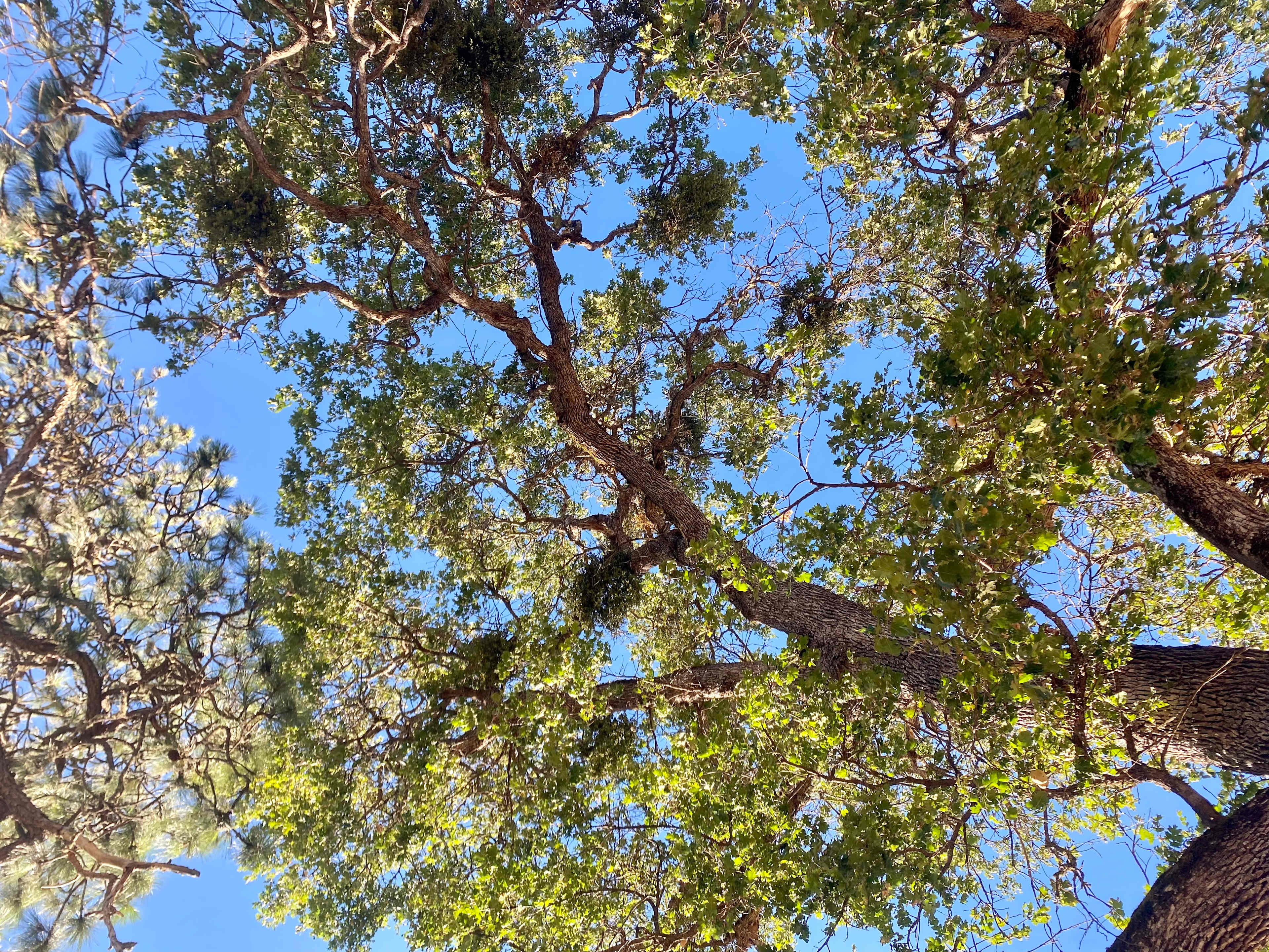 View from the hammock