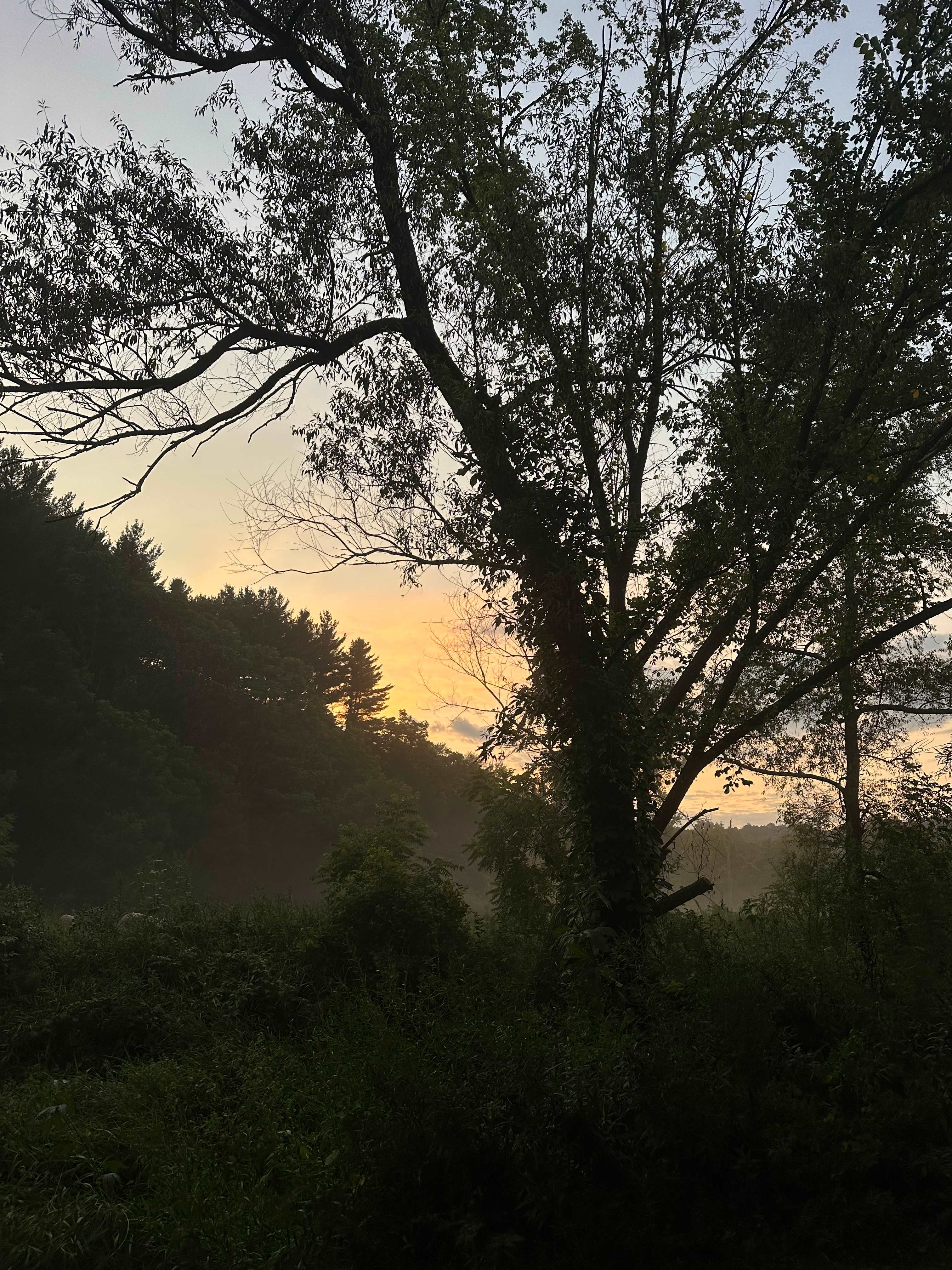 🦫 Flutterby 🦋 Farm 👩🏽‍🌾