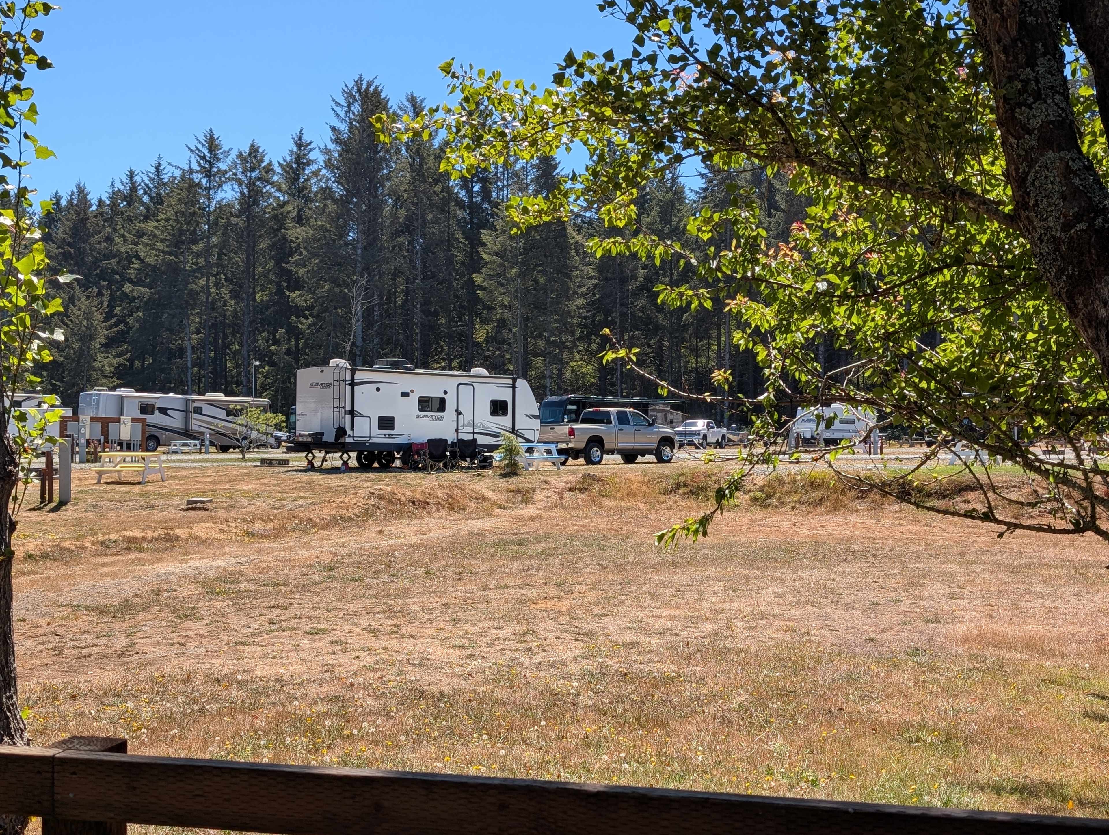 Honey Bear by the Sea