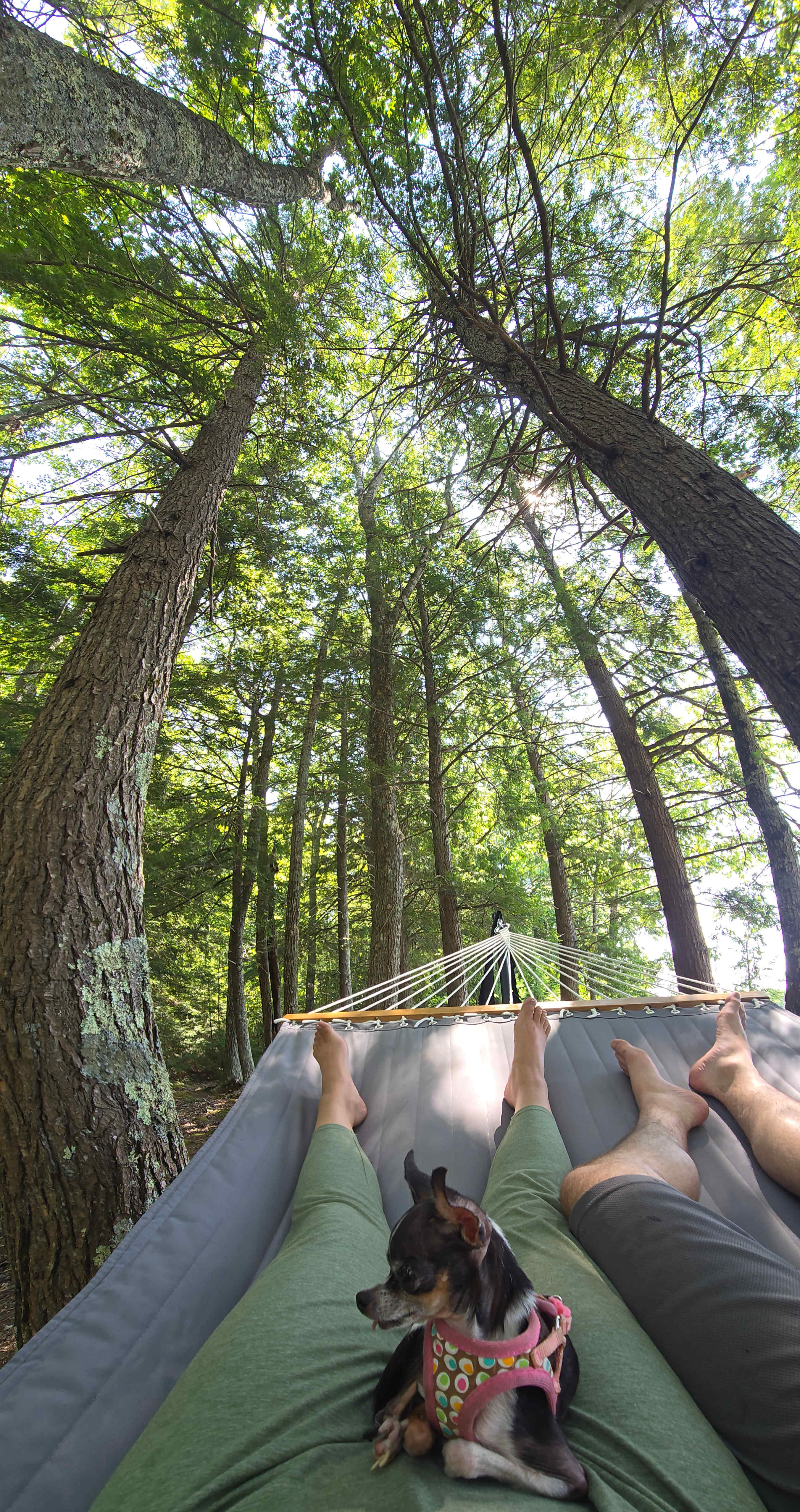 Laying in a hammock by the pond