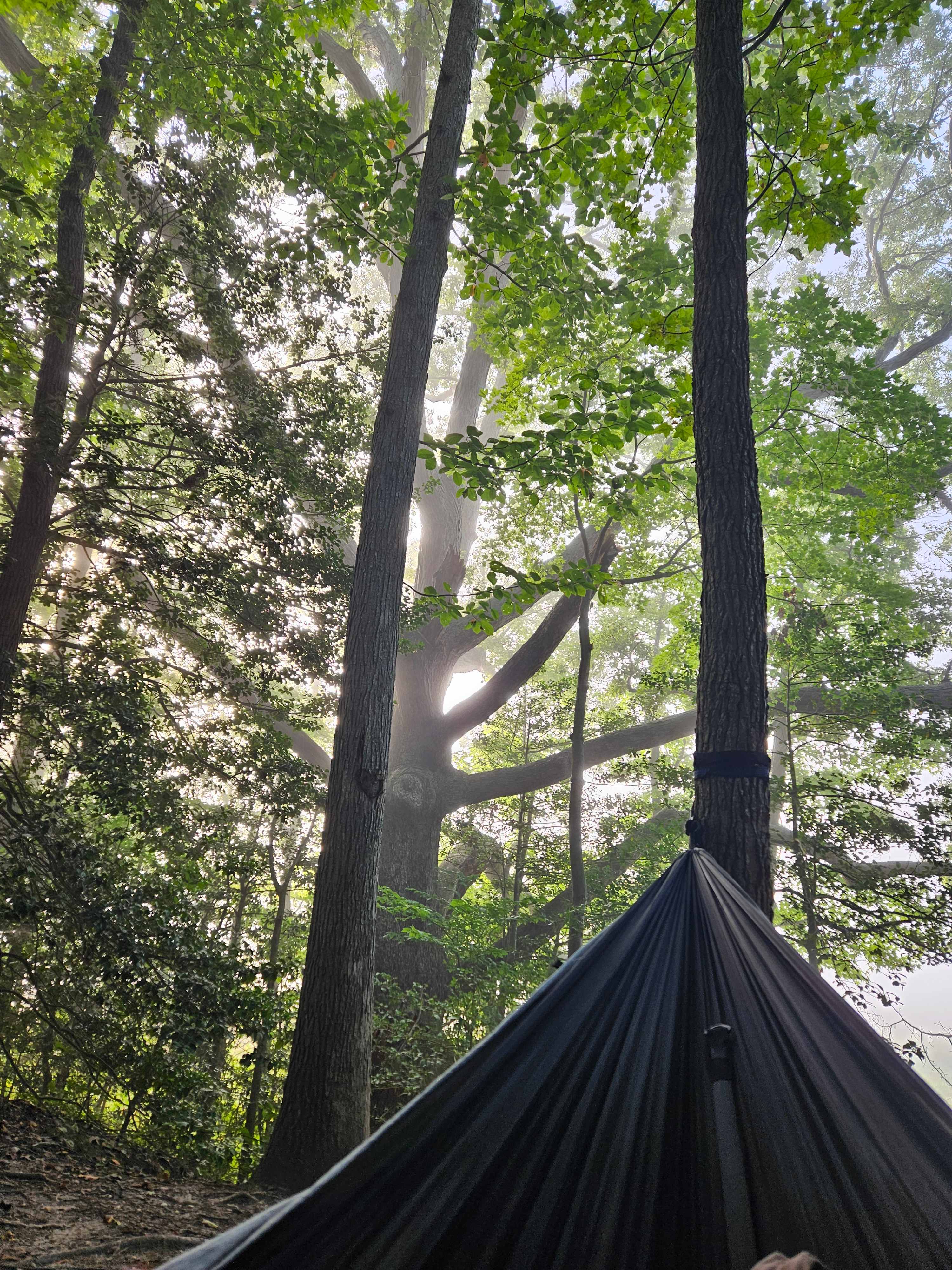 Bald Eagle Farm on the Patuxent