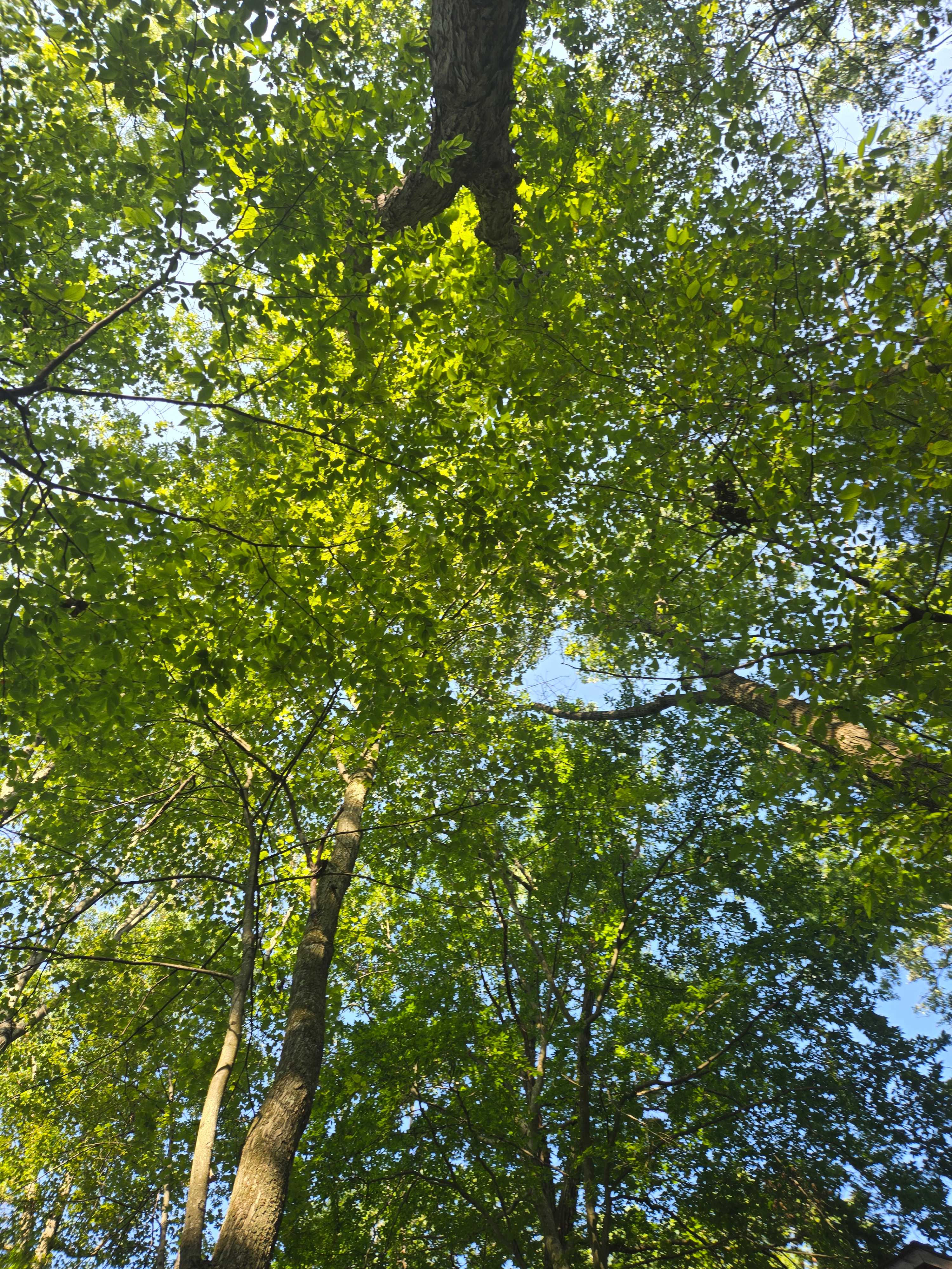 Such a peaceful retreat! And only hearing nature sounds was wonderful.. 