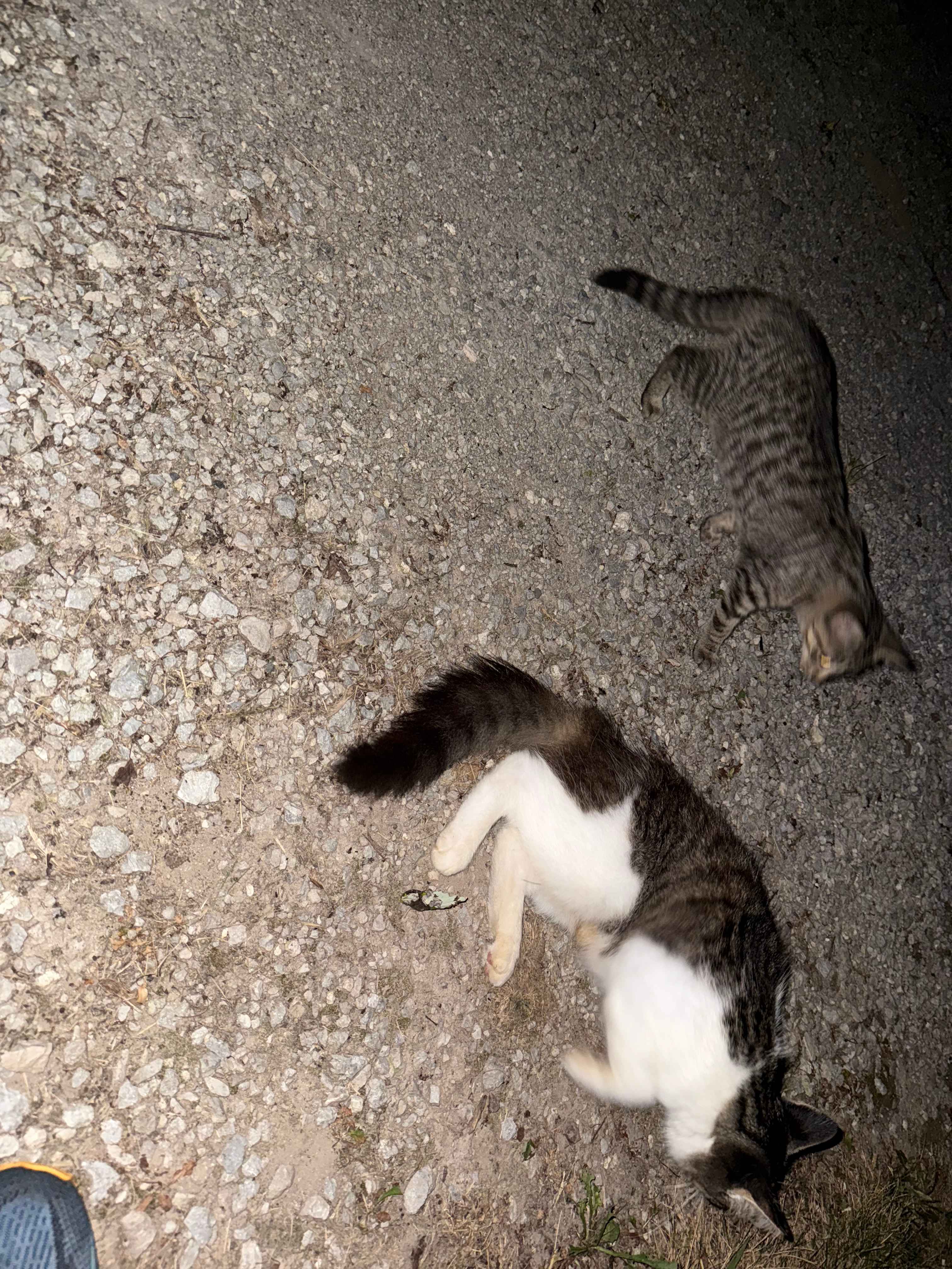 Kittens 
