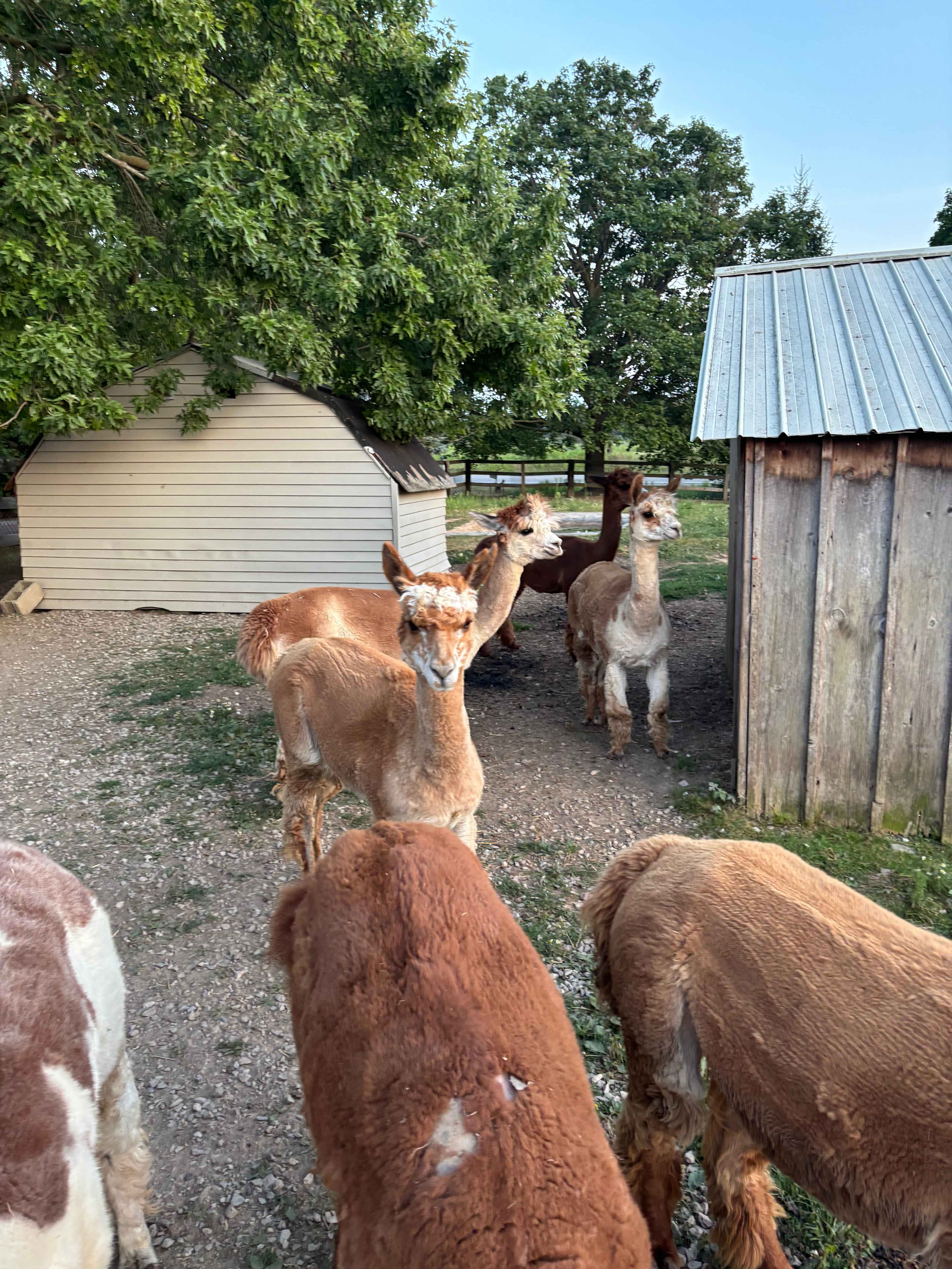 The Farm