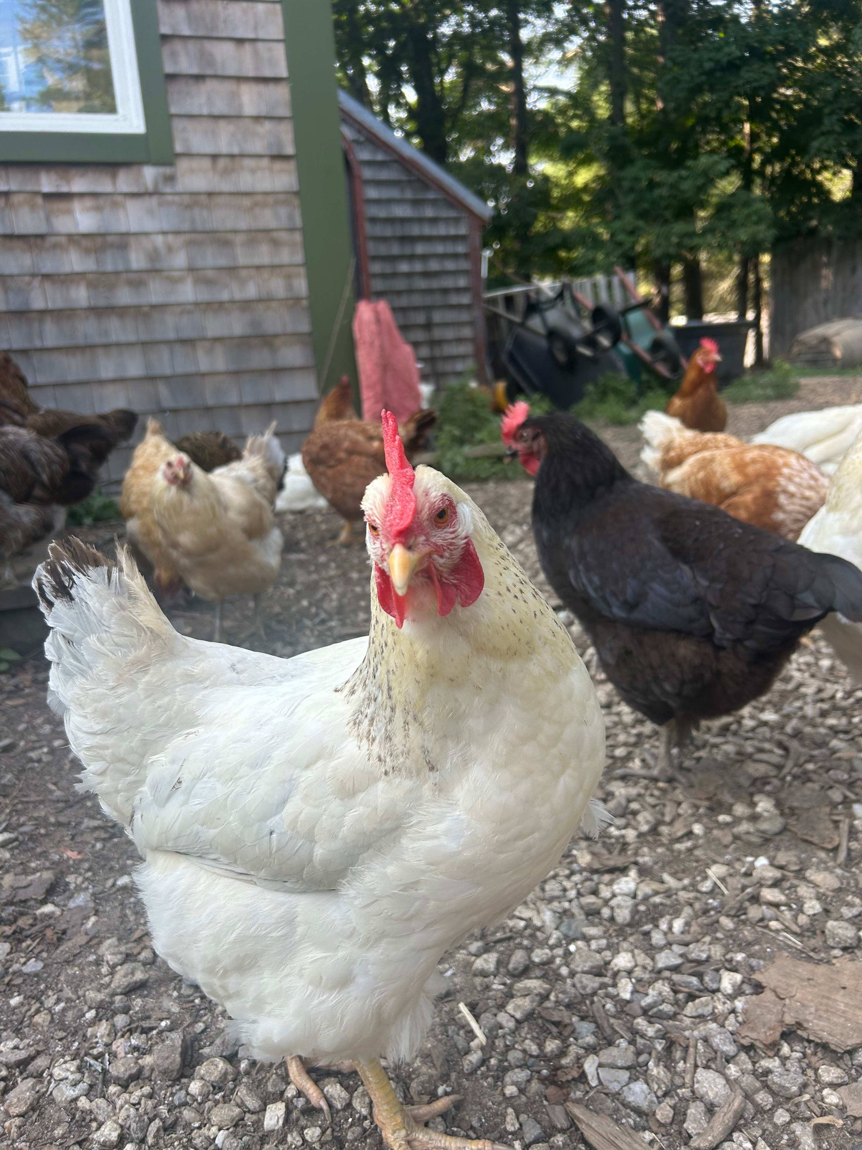 Morning alarm clock ⏰