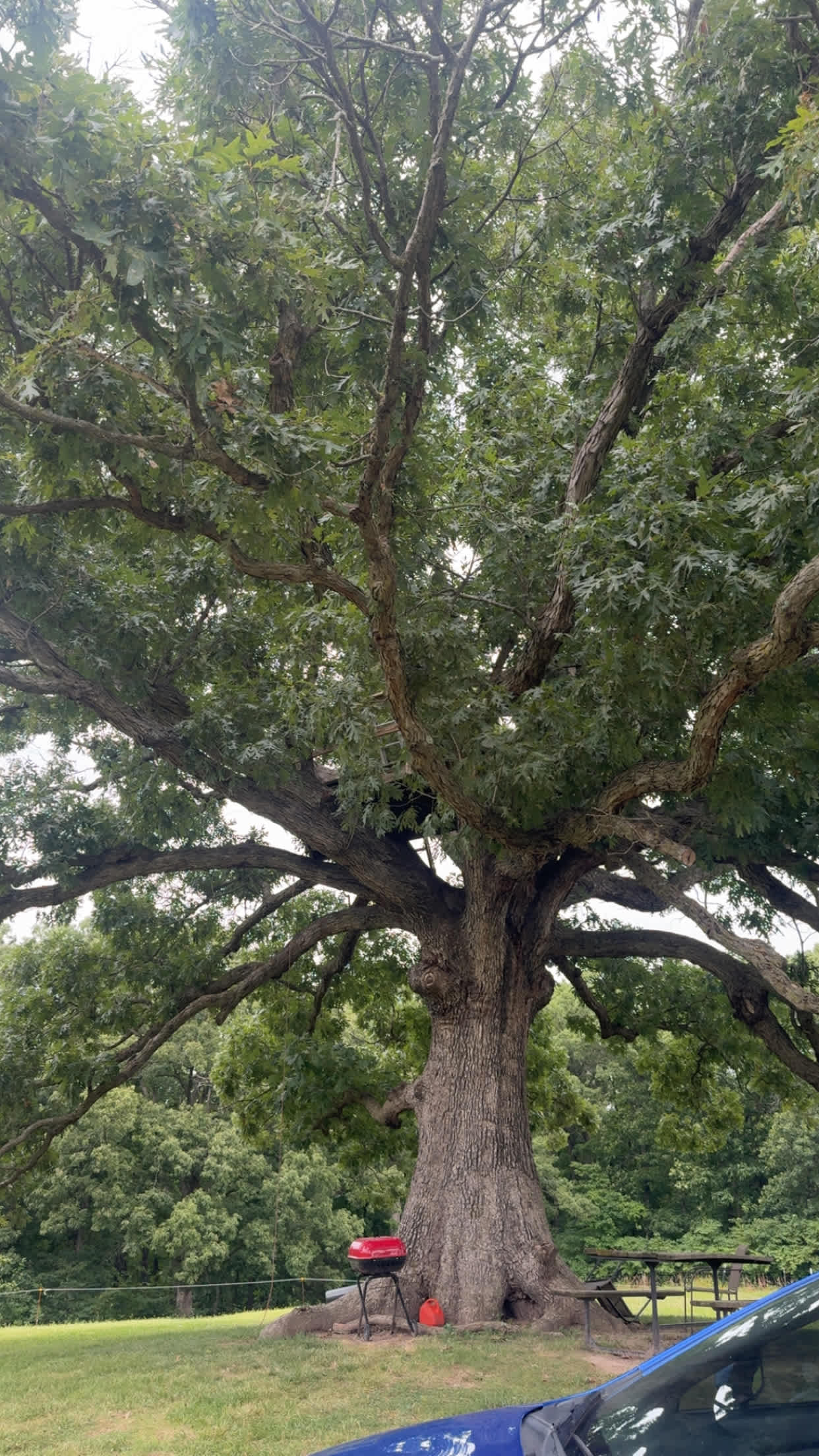 Selby Farm Horse Retirement