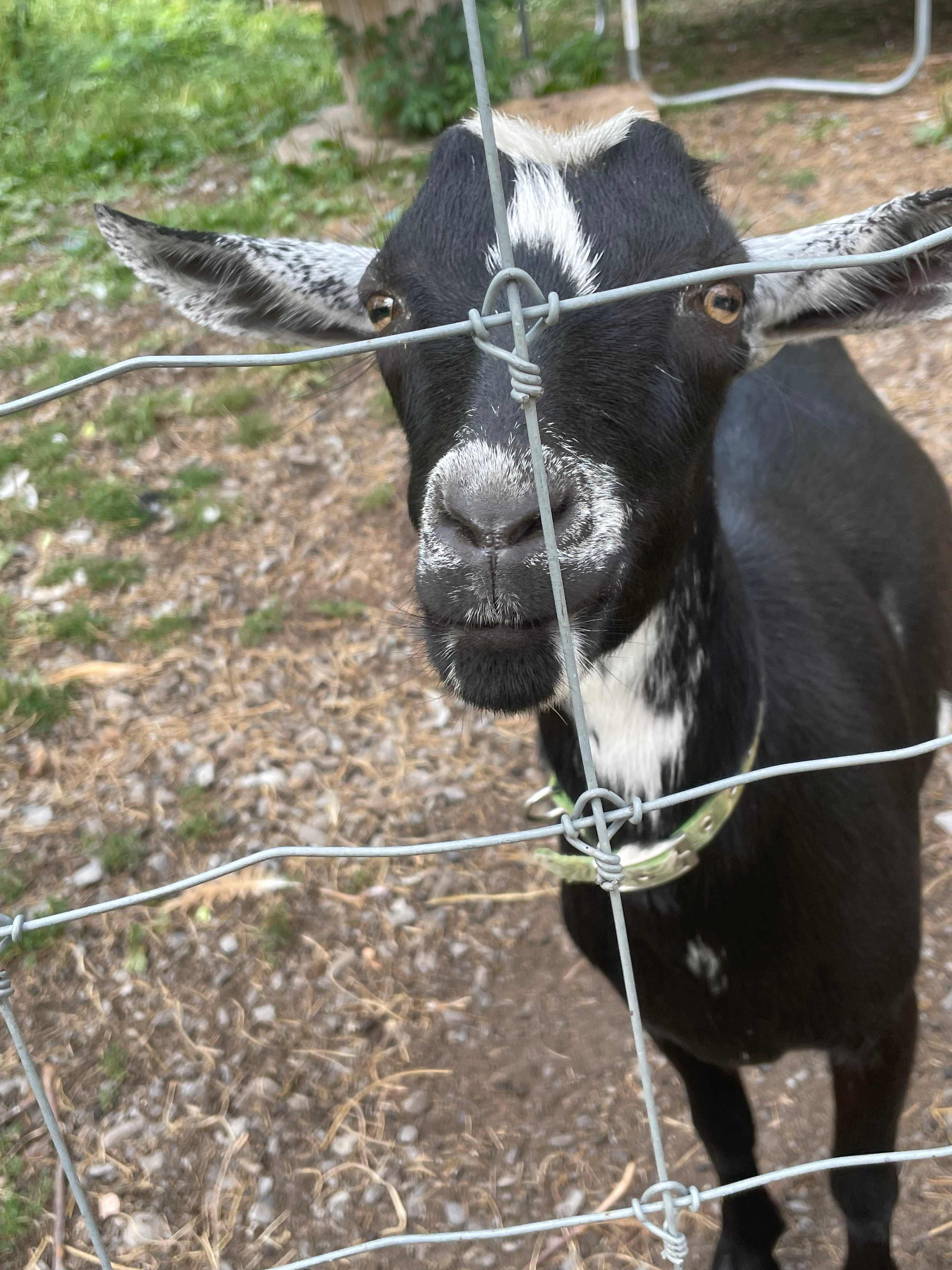 Crazy Goats Farm Camp