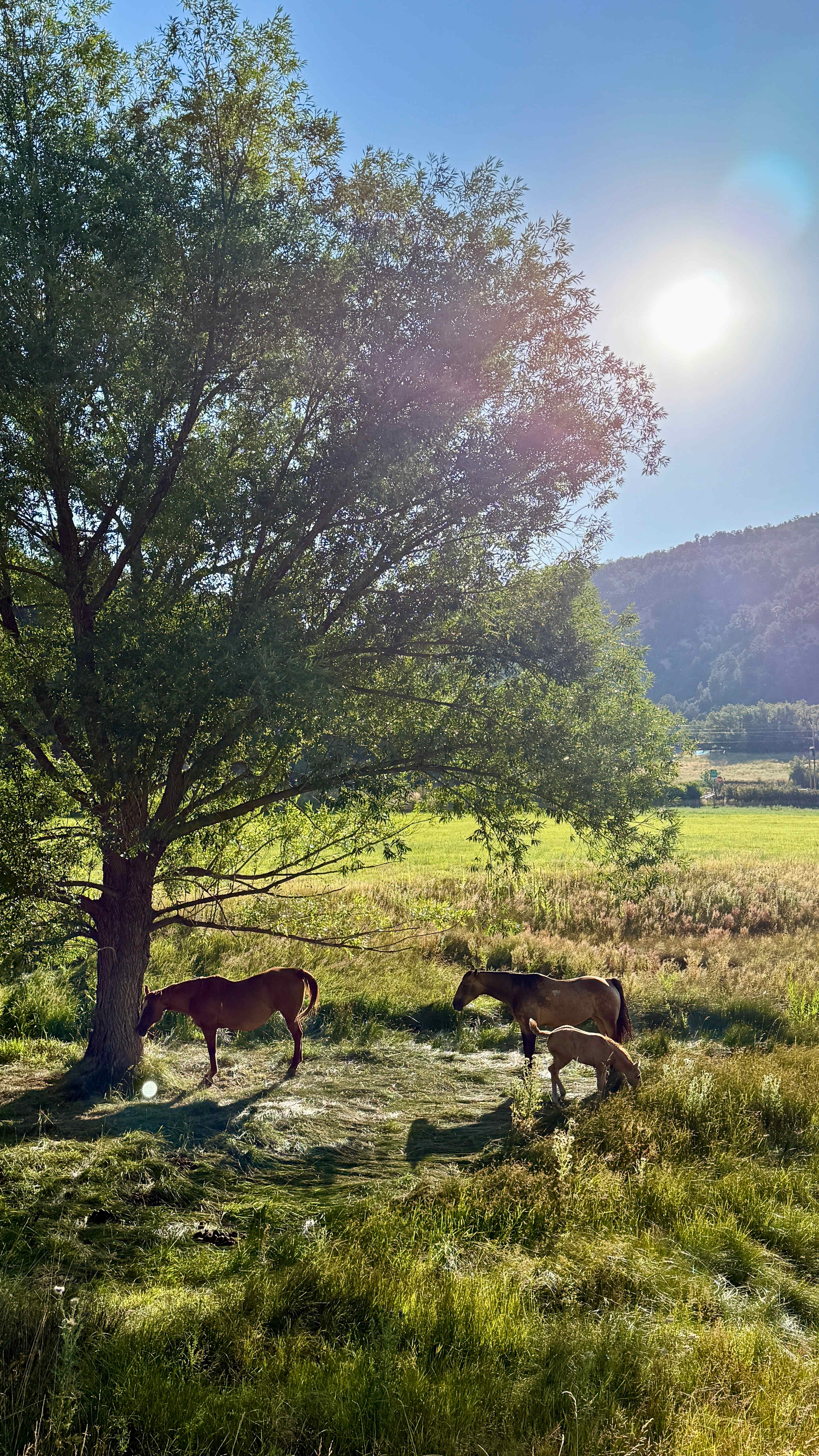 Zion Family Ranch Campground and RV