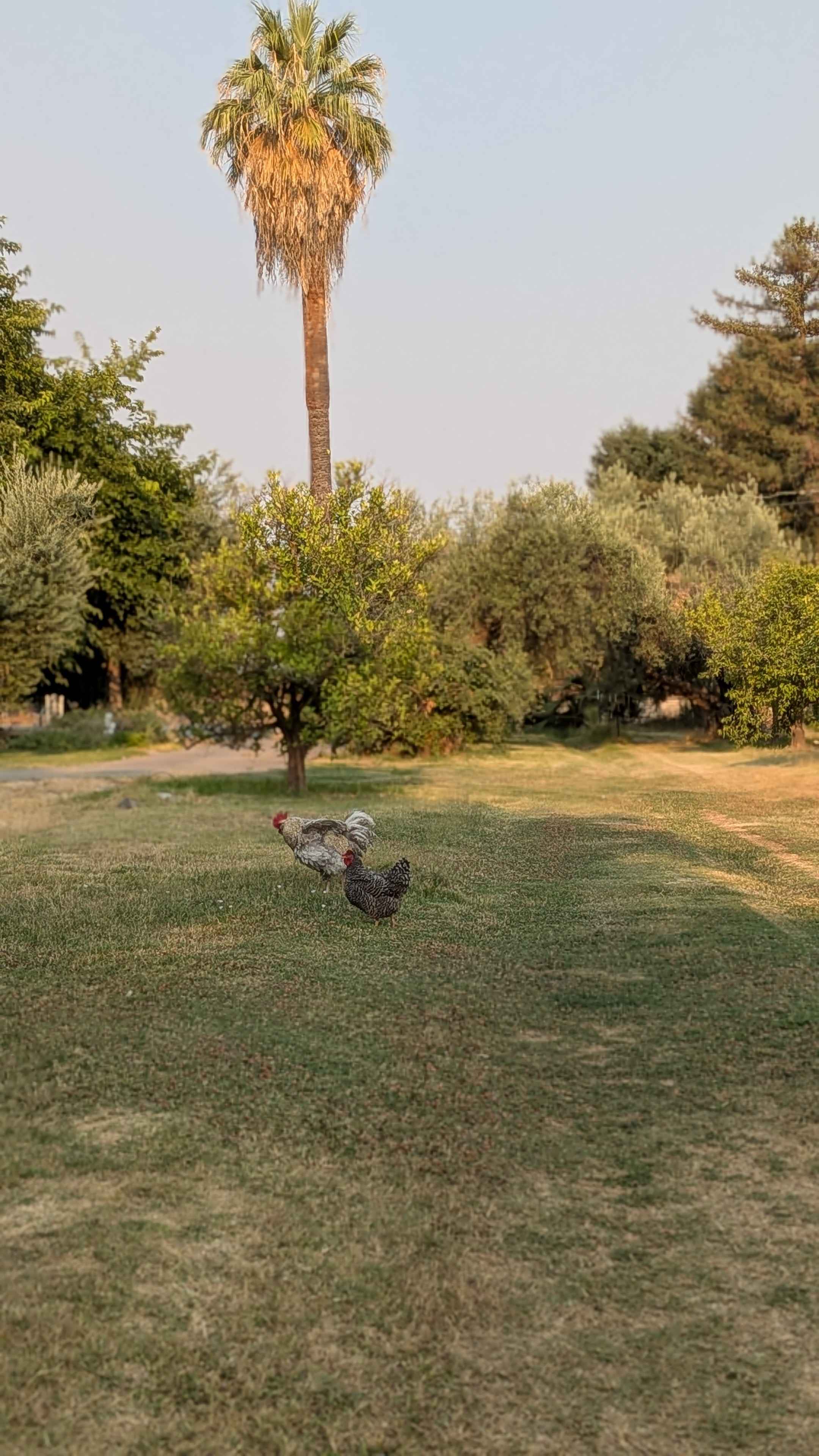 Open space where the chickens roam freeoutside of the tree area