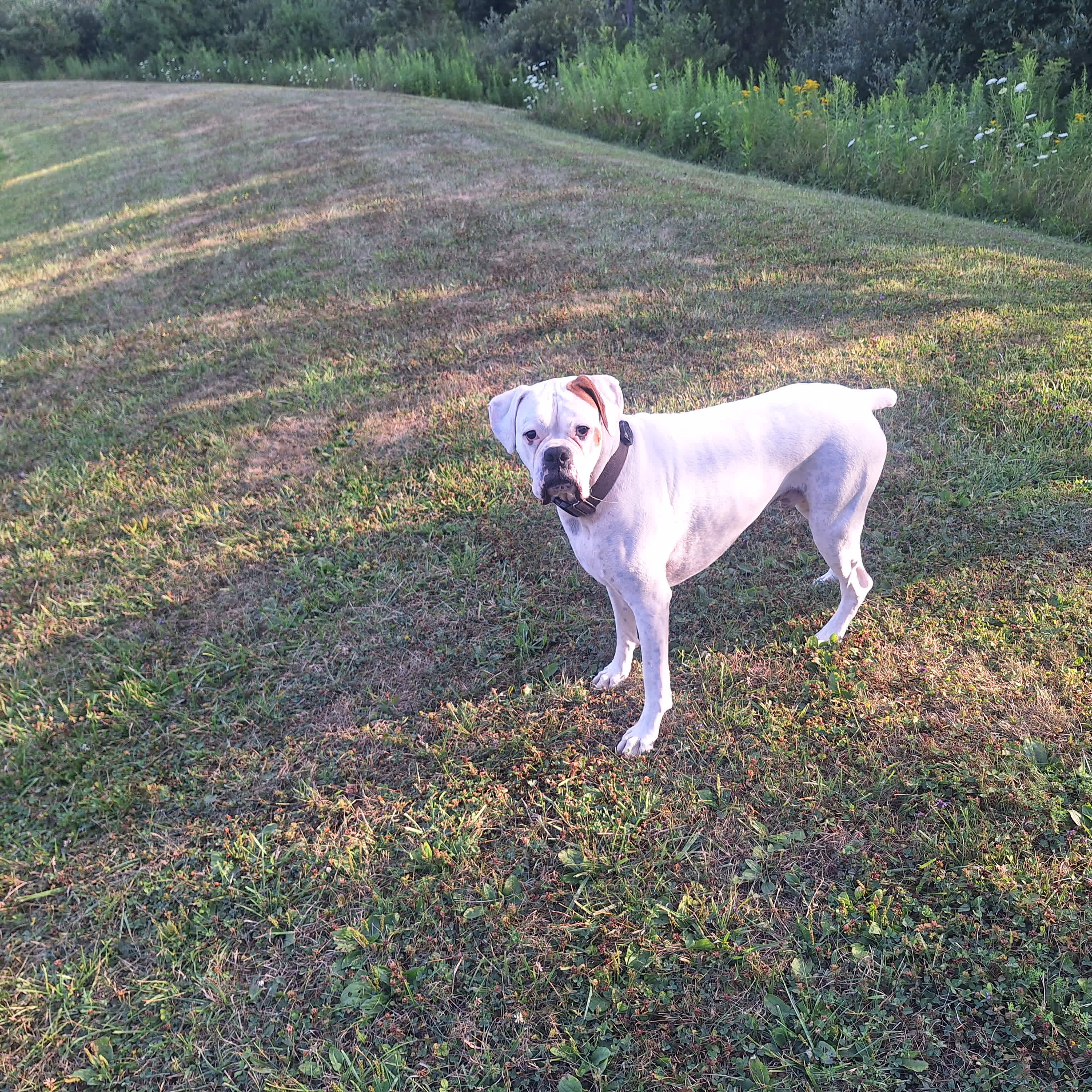 Lean-to in quiet forest