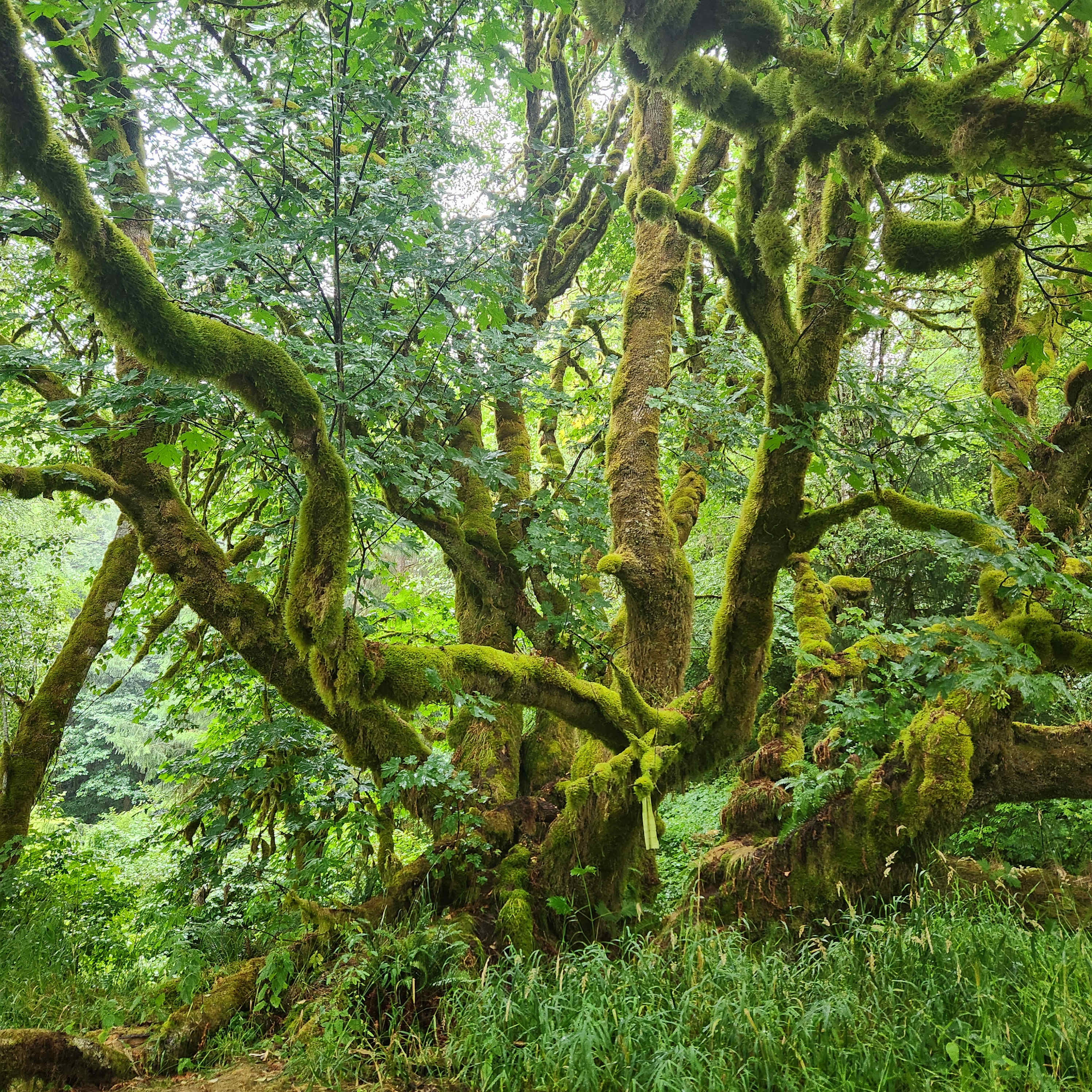 A wonderful tree next to a fireplace area, close to the small blue bell tent. 