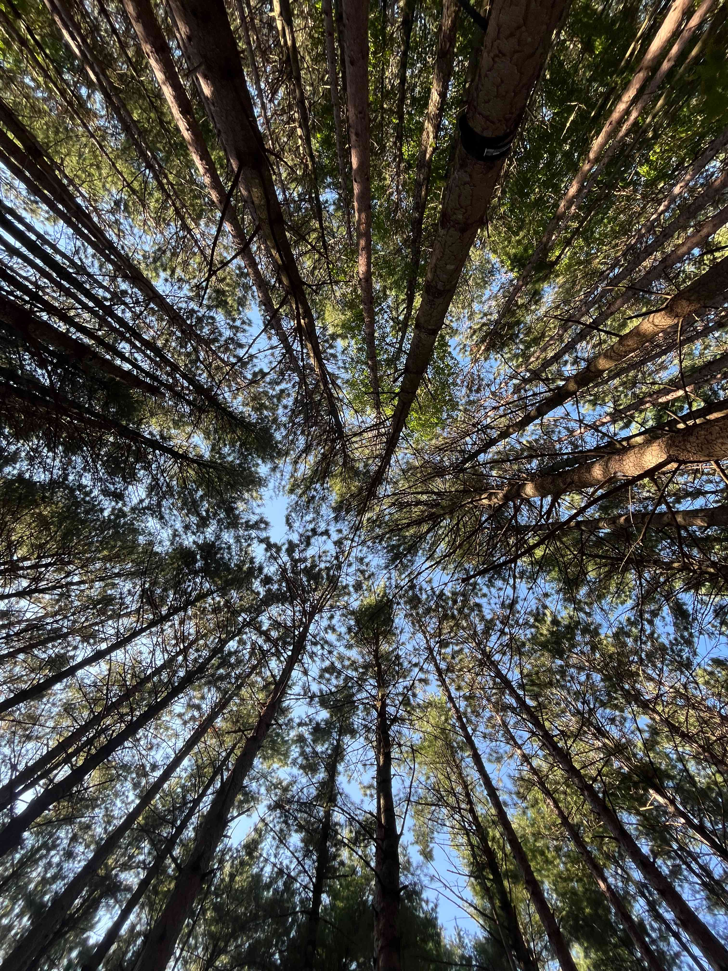 Tent site view 