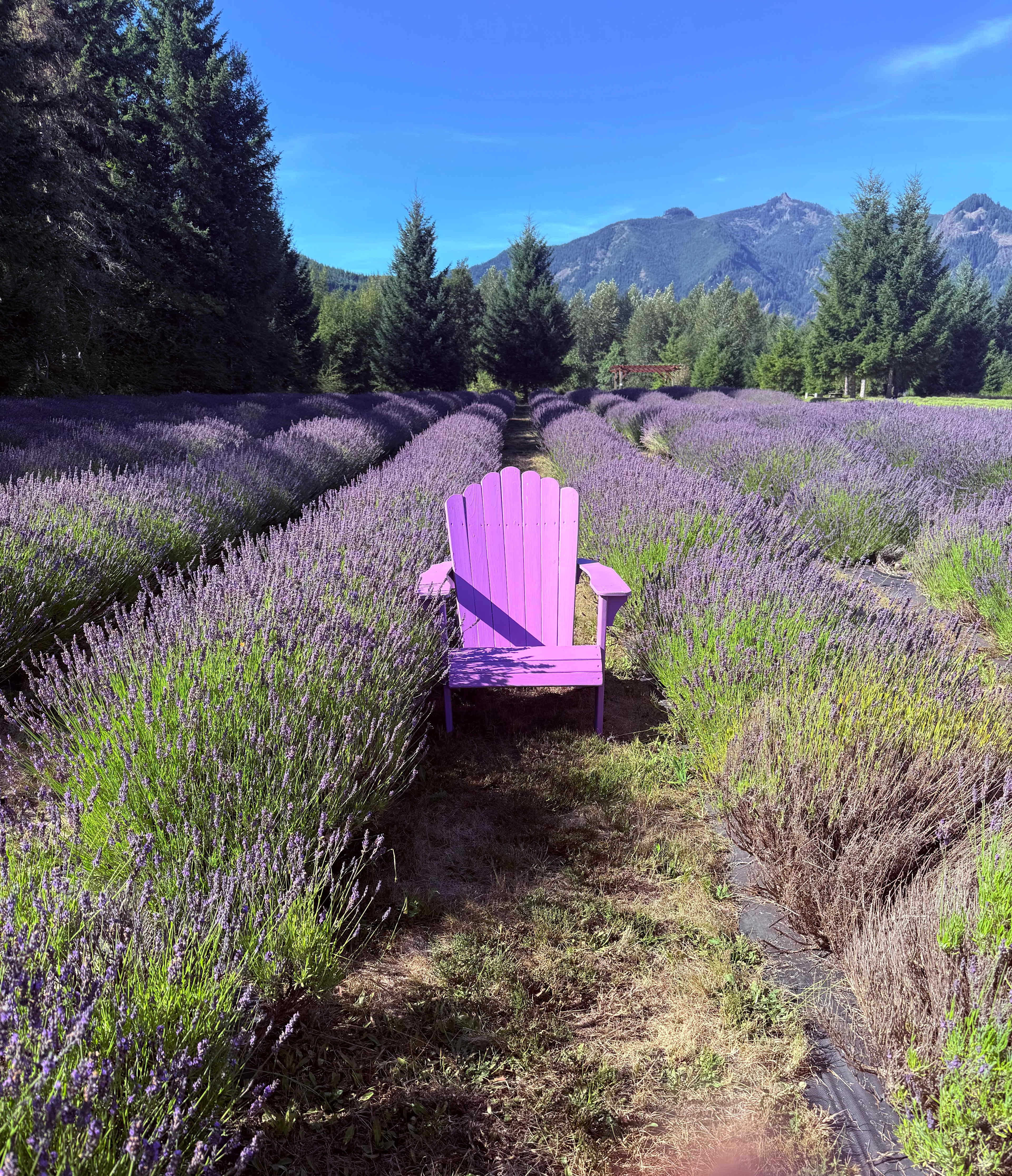Mountain Lavender Escape
