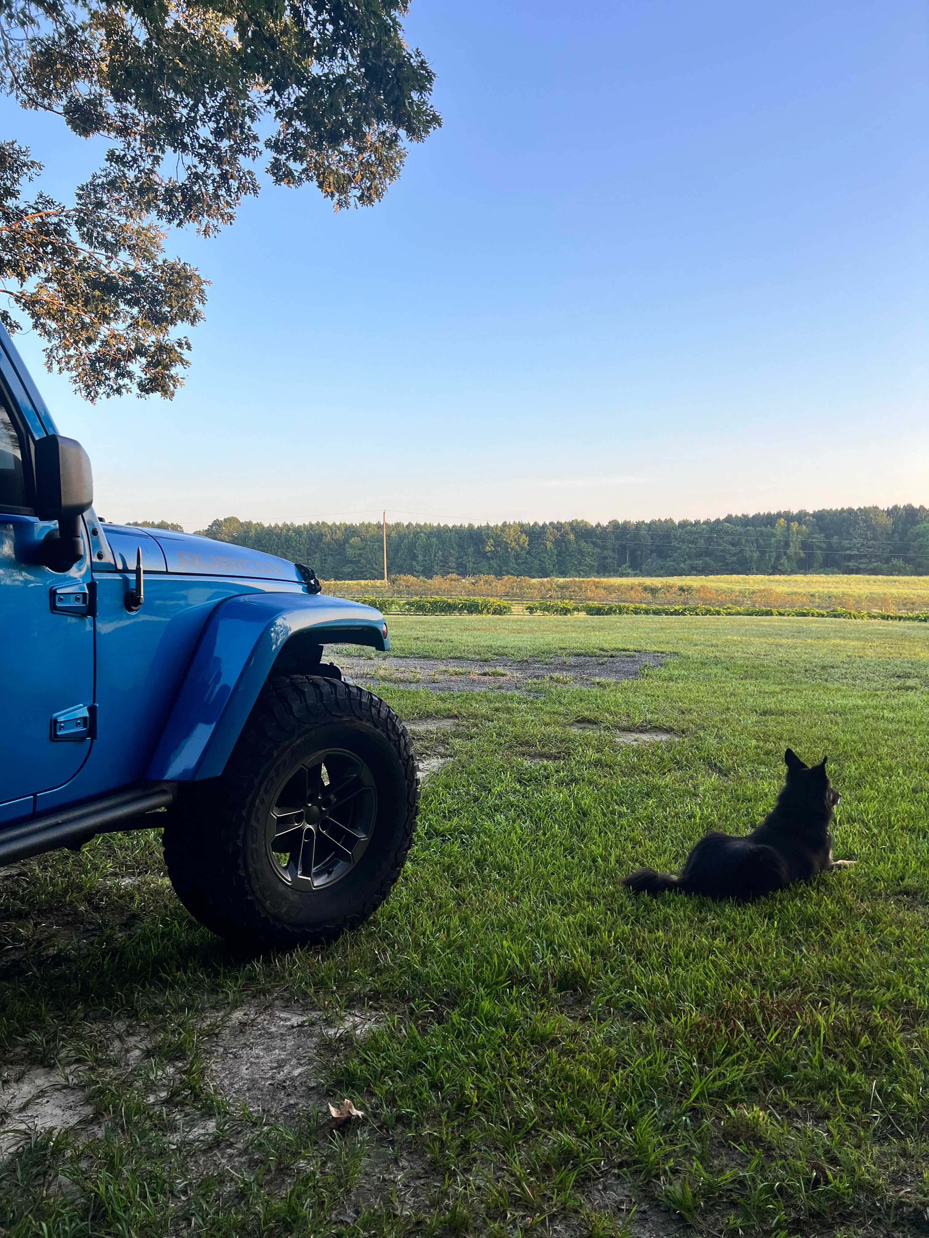 Drewry Blueberry Farm