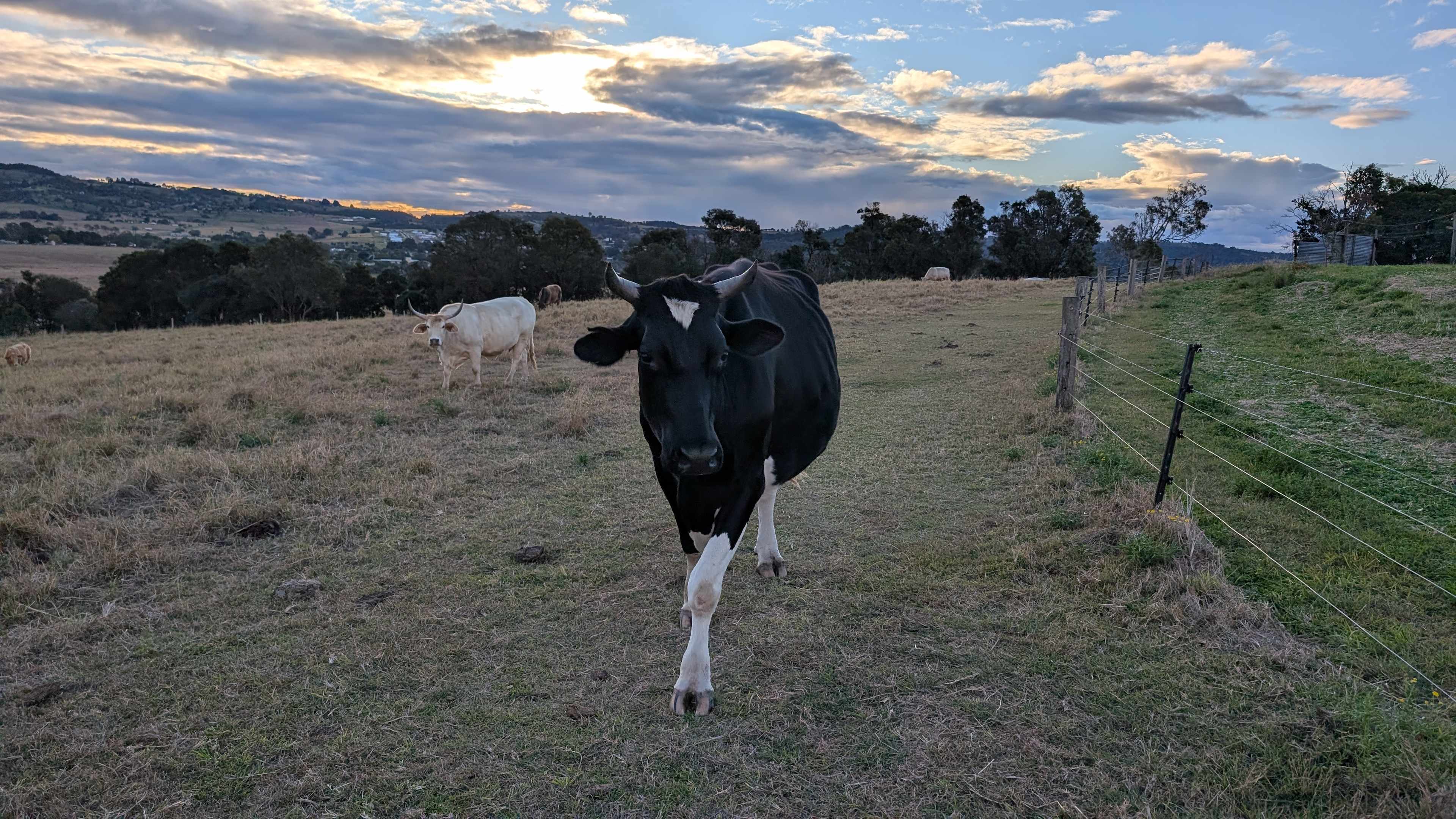 Field of Dreams, Haigslea