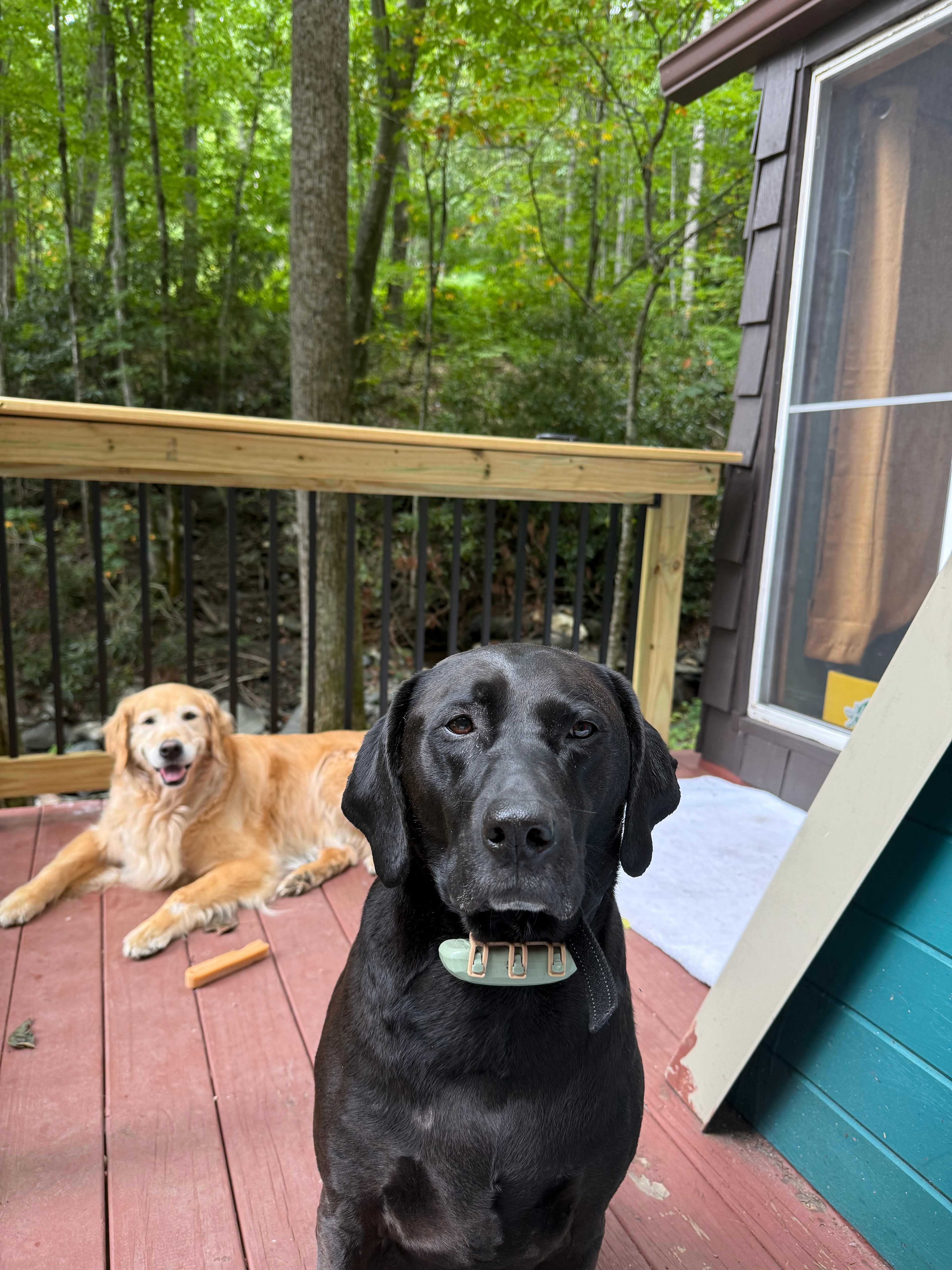 The porch was perfect for the doggies and breakfast! 