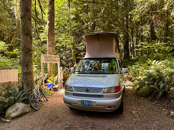 Carnation Moss Forest