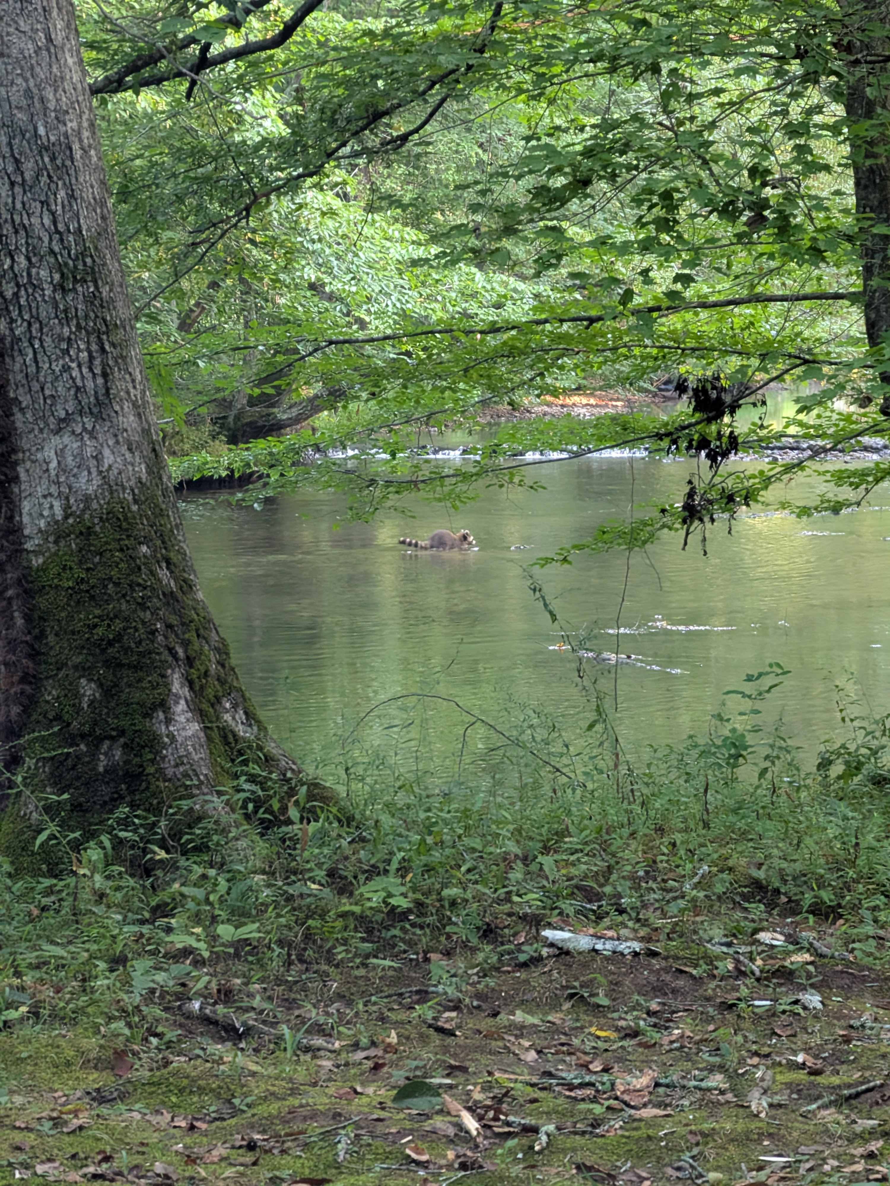 Rock Creek Wooded Campground