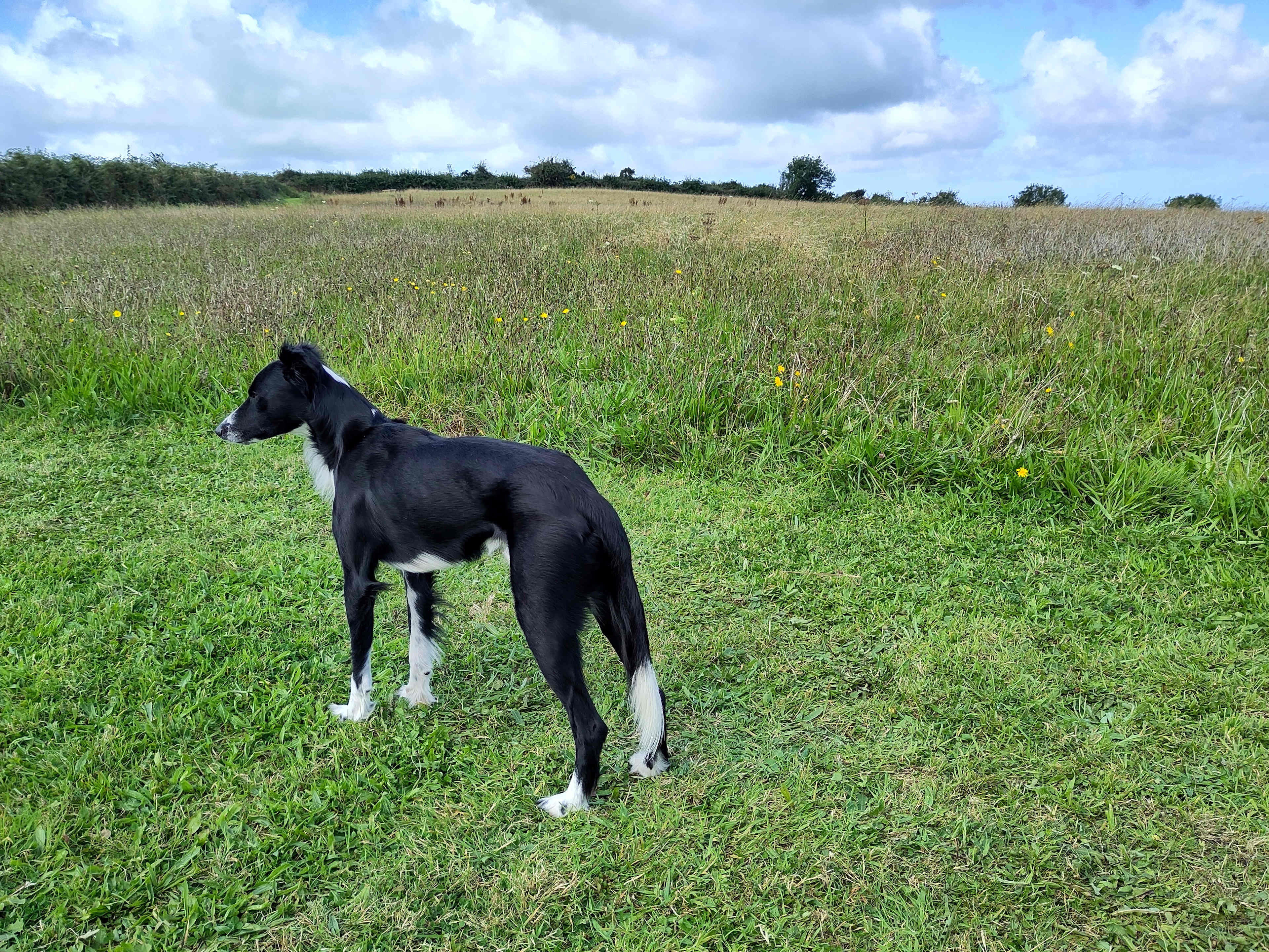 Higher Waytown Farm Camping