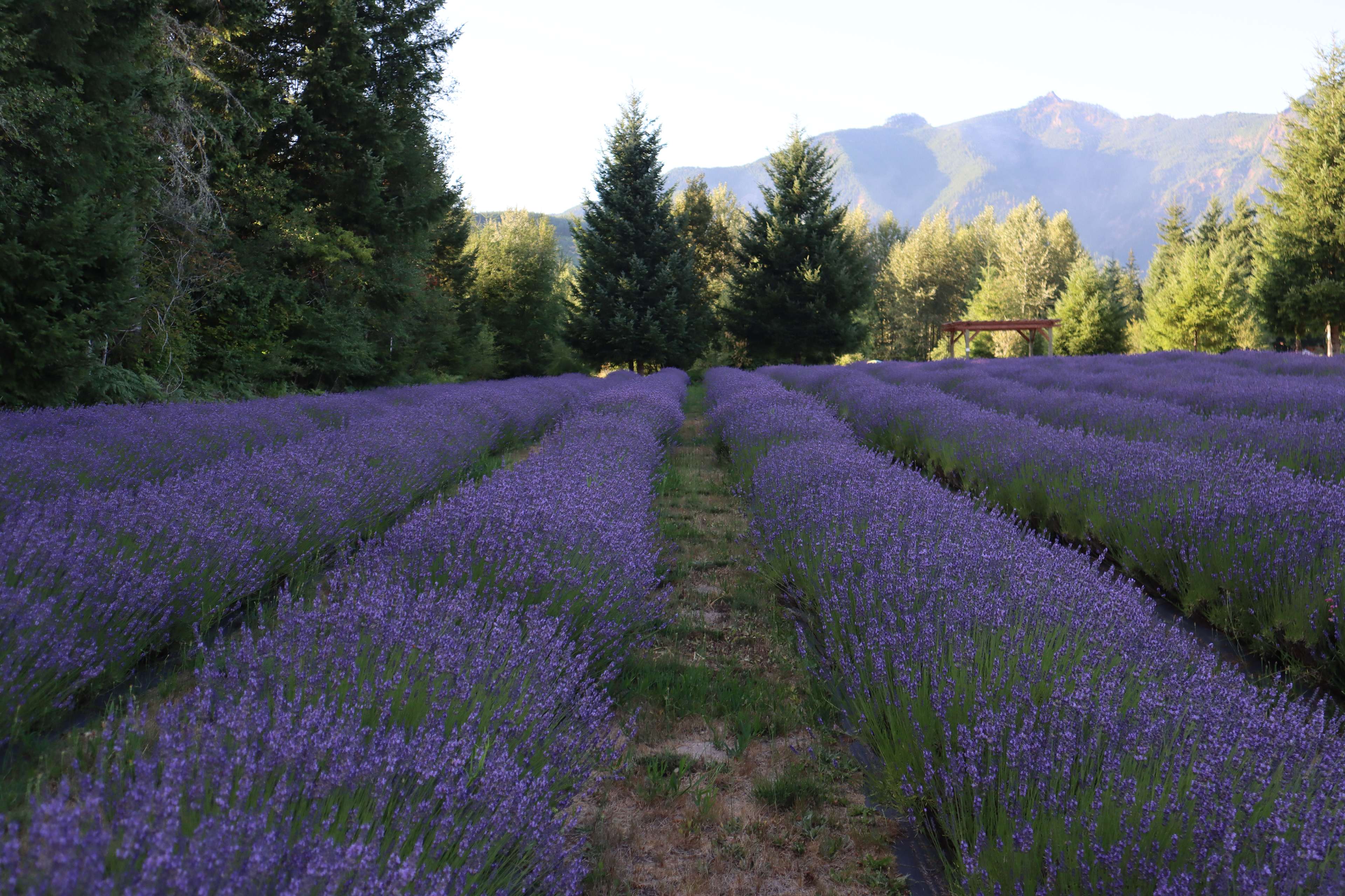 Mountain Lavender Escape