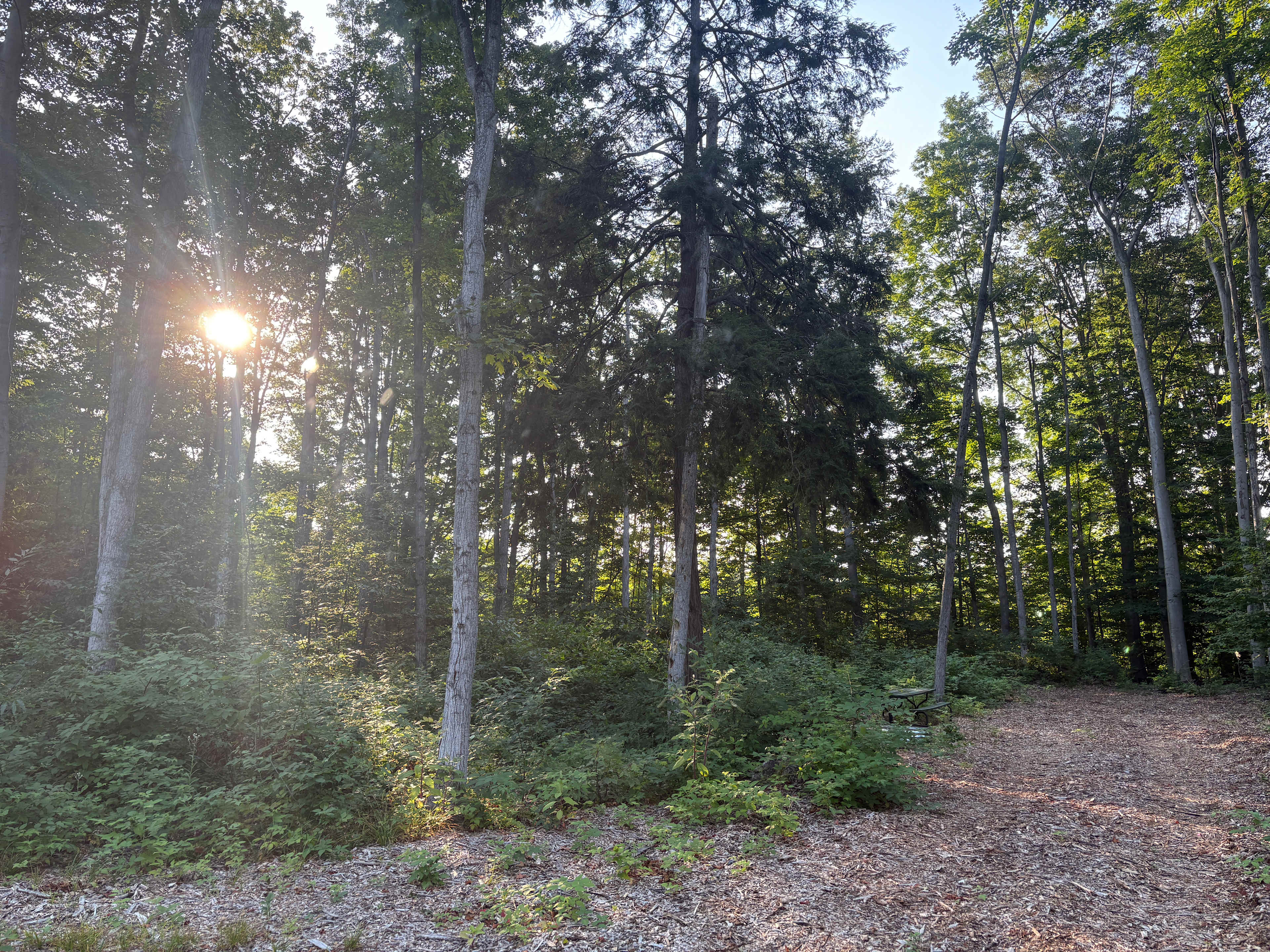 Picture of the site