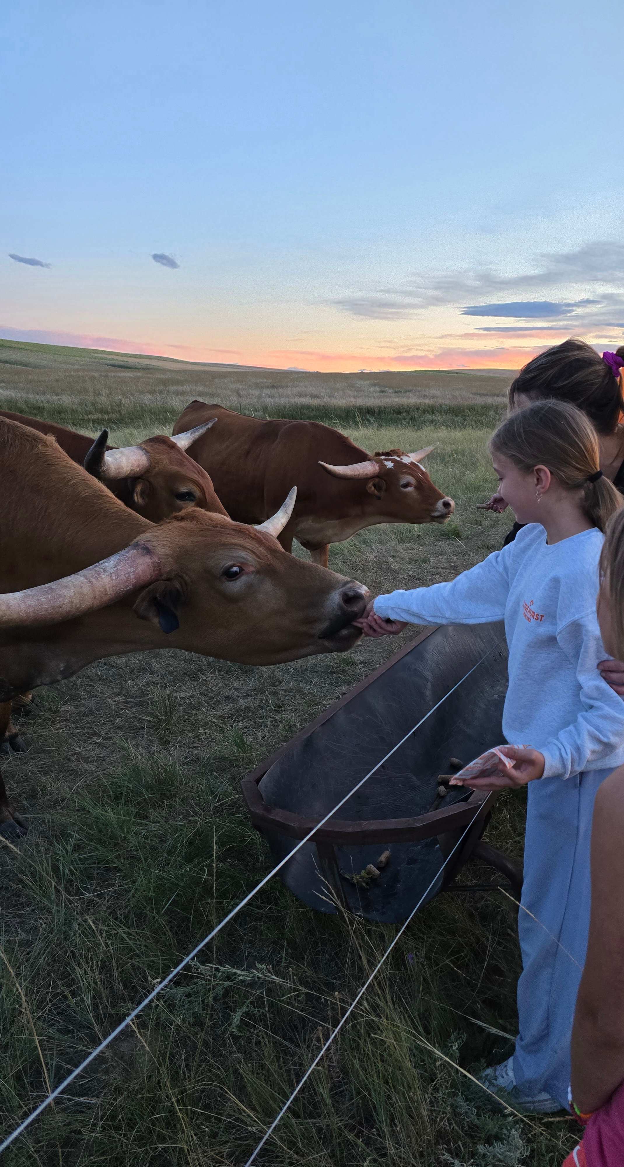 Montana Safari