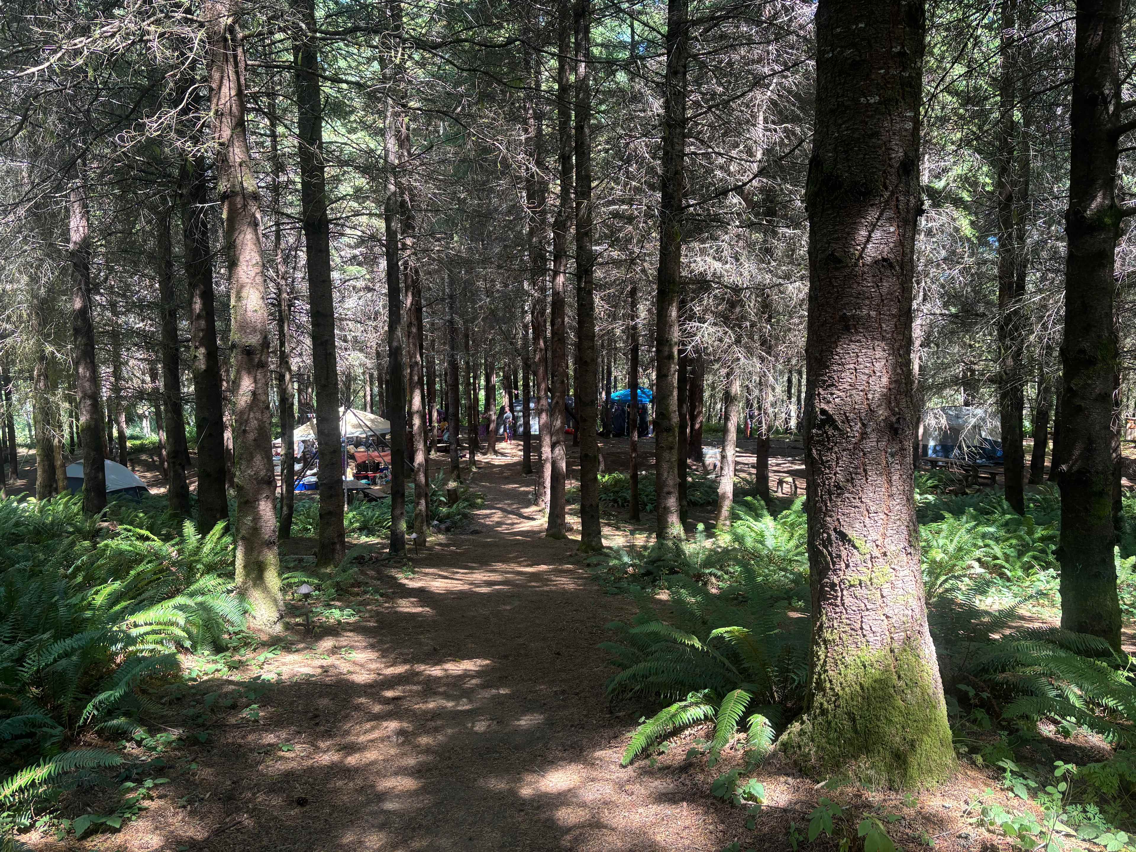 Path from privy (bathroom) down to campsite.