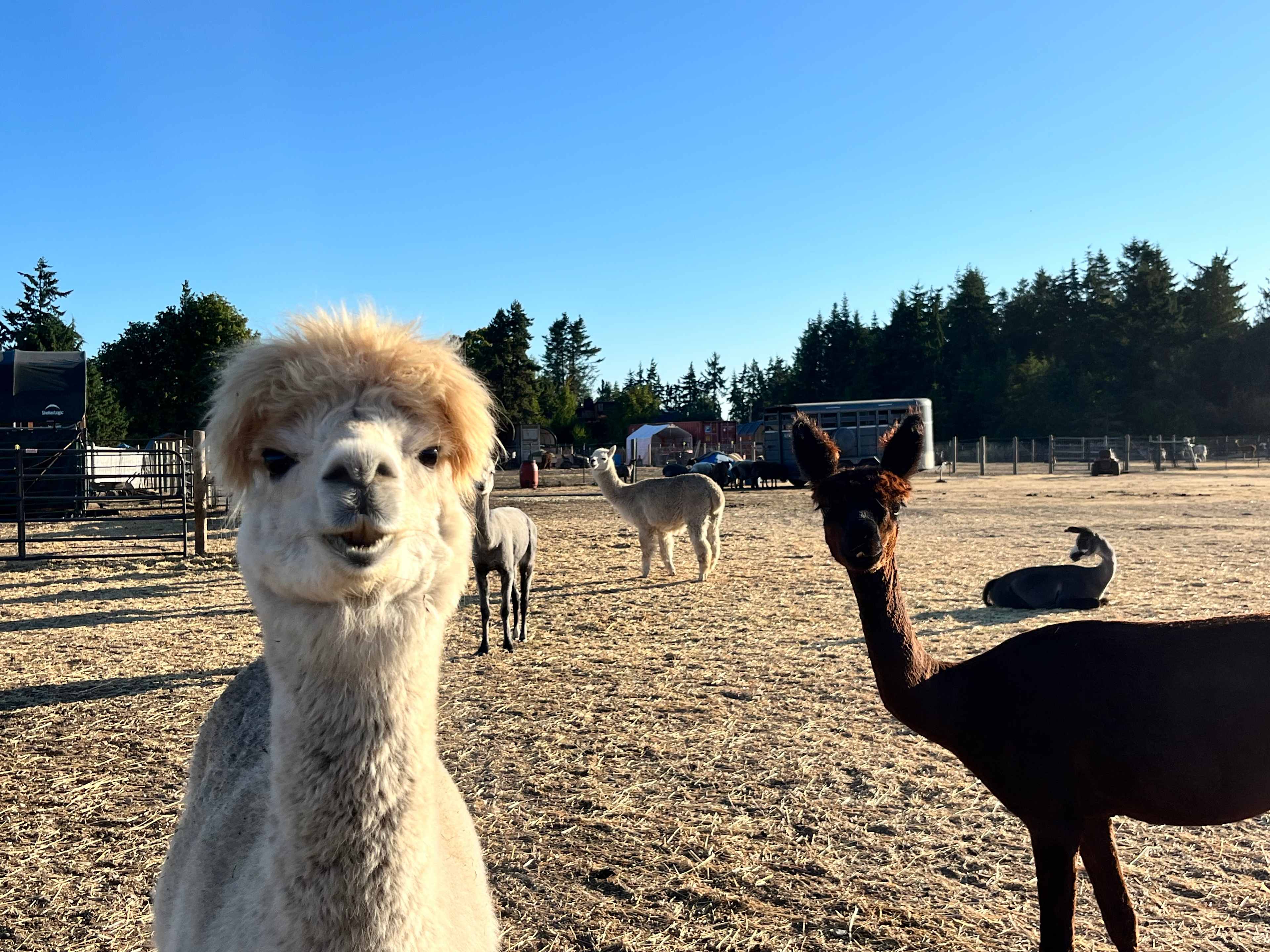 Run w/ Alpacas Farm Stay Port Angeles