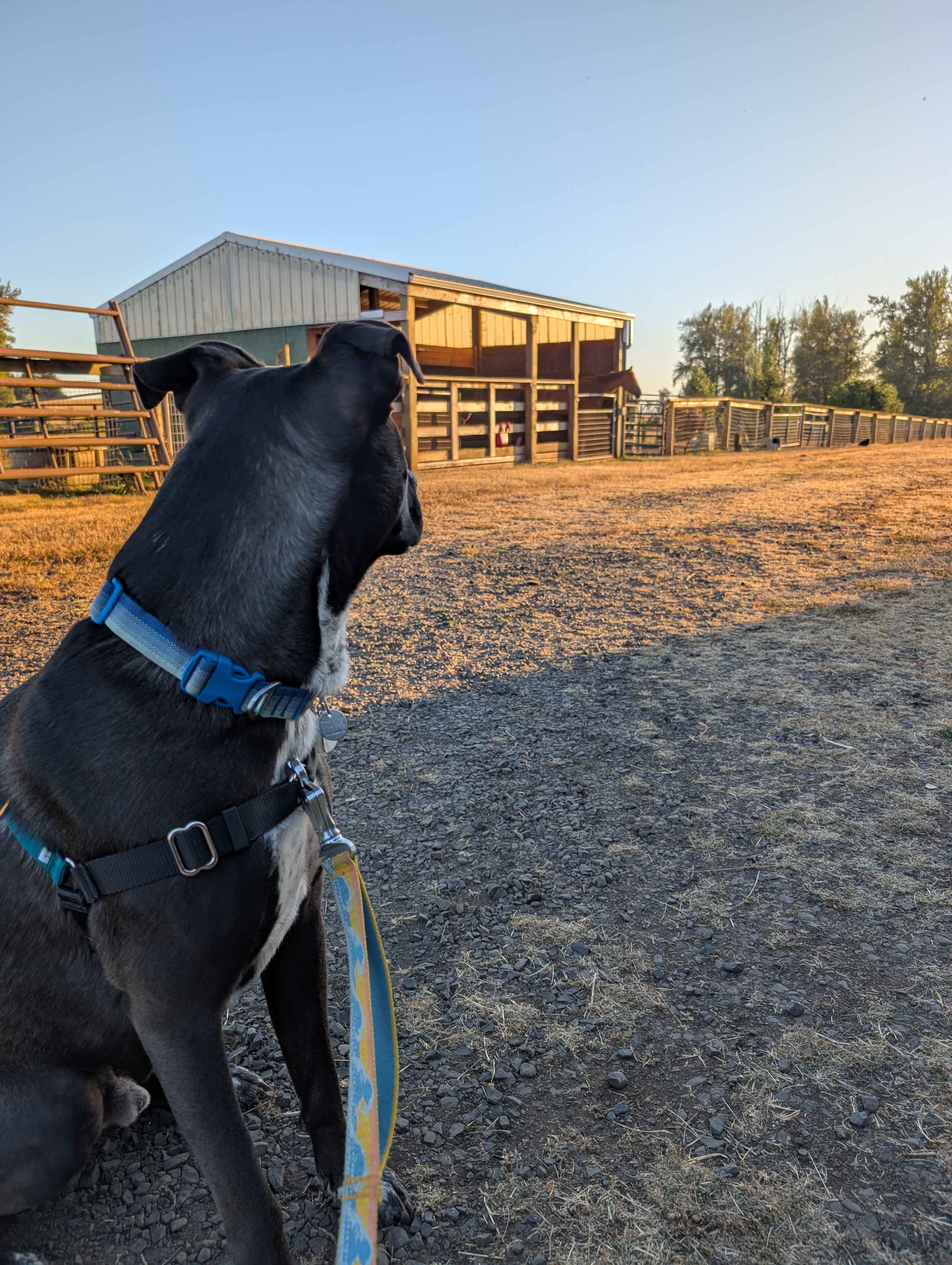 Puppy checking out a horse from a distance (from site 1)