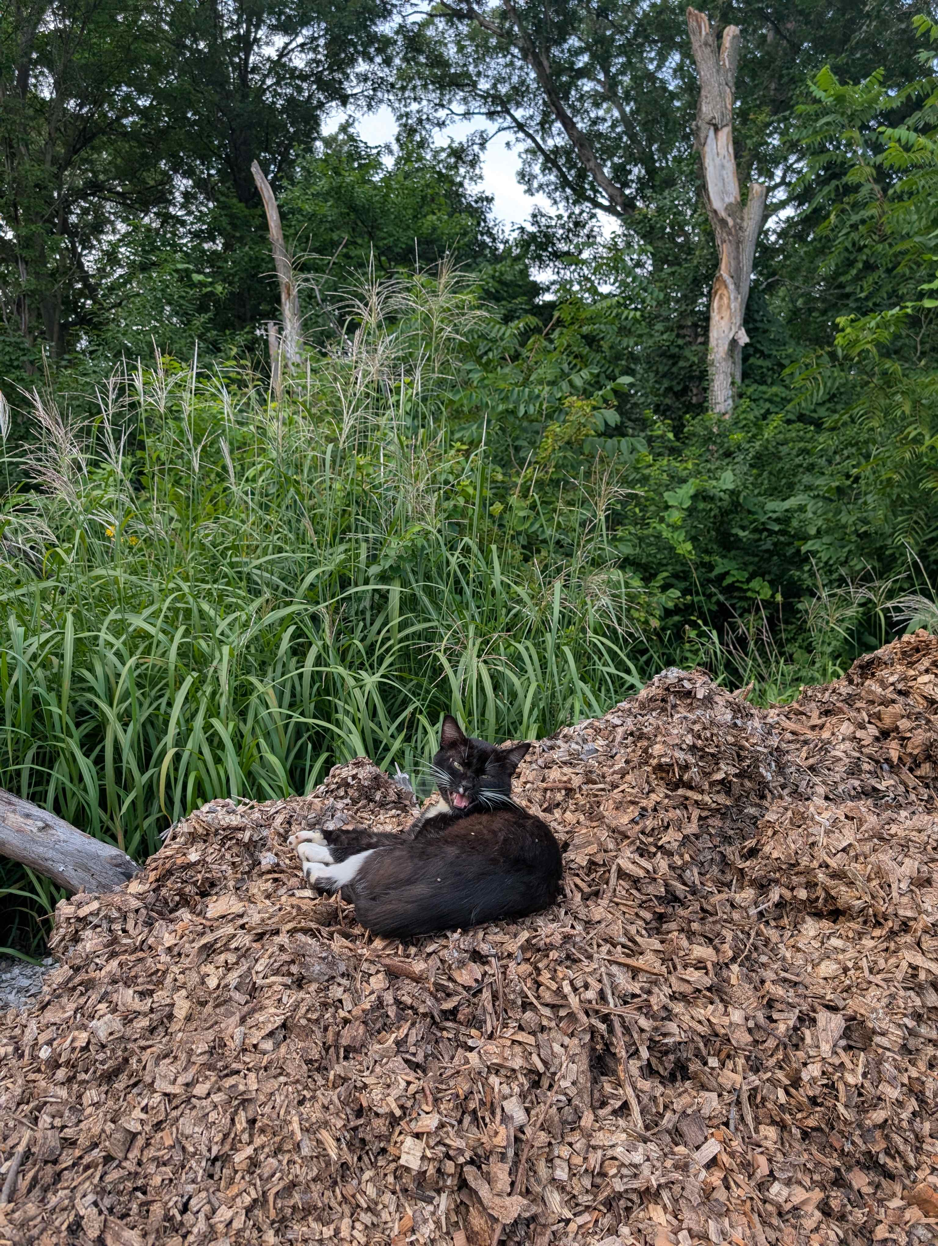 Farm cat!