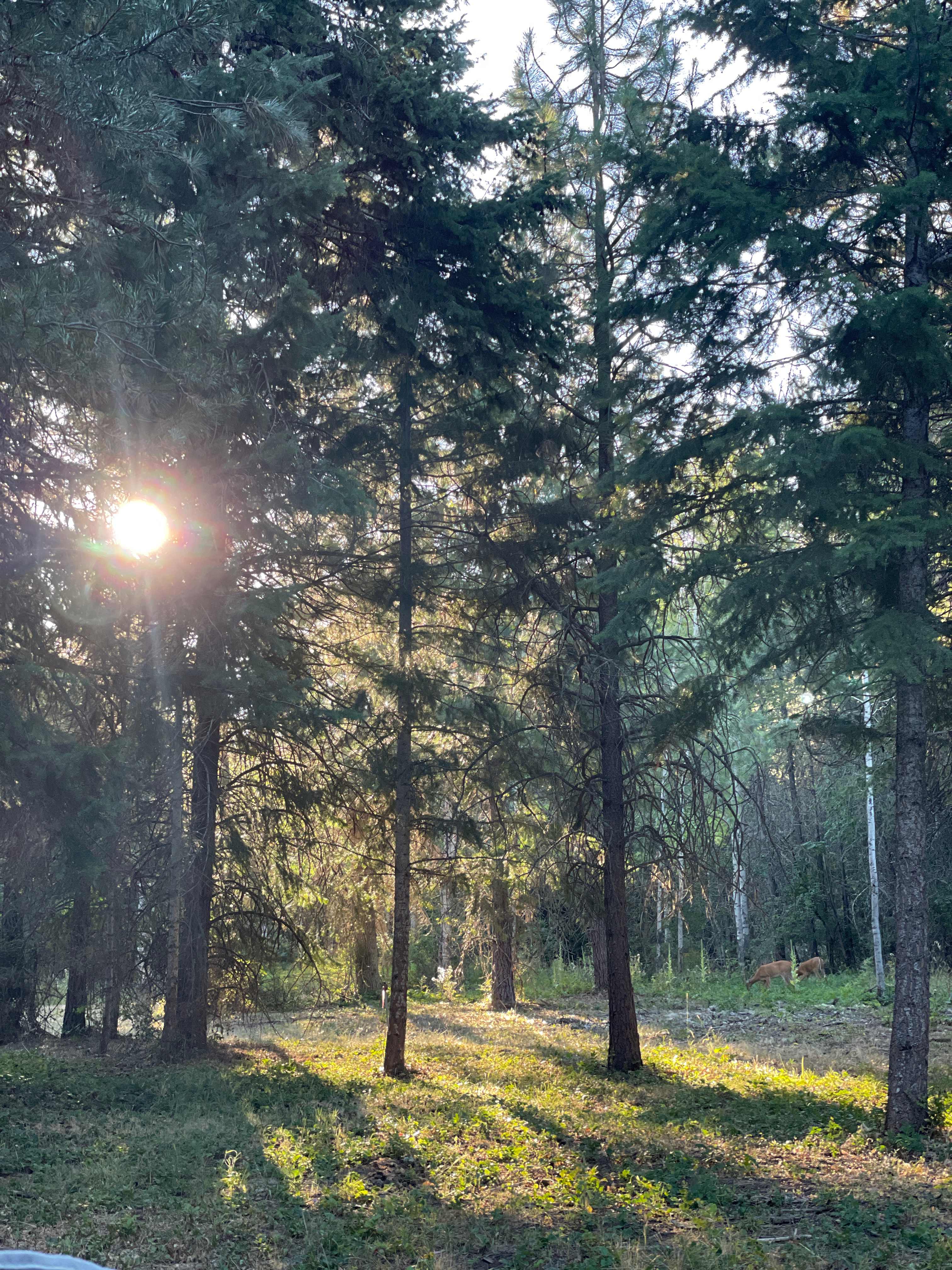 Deer walking through our beautiful view