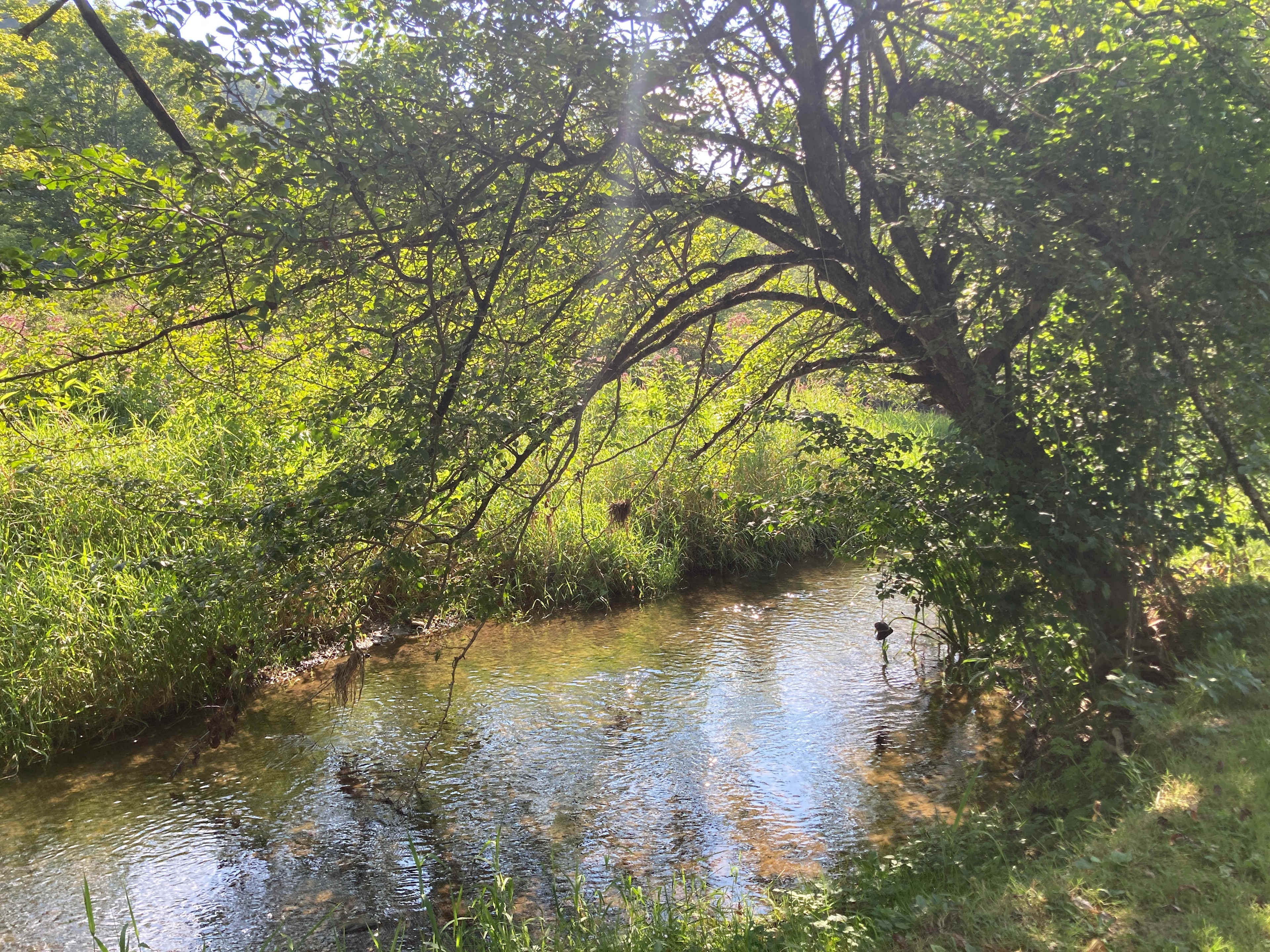 Campground Adventures